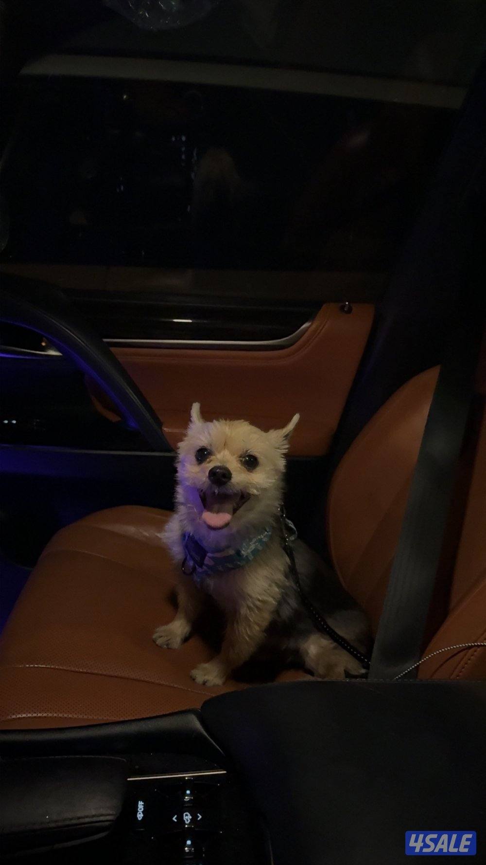 جلب يورك شير ذكر2