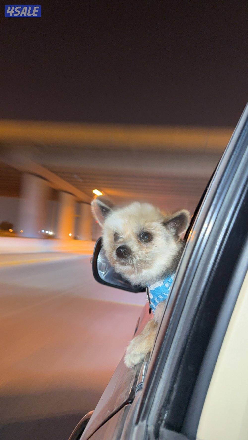 جلب يورك شير ذكر3