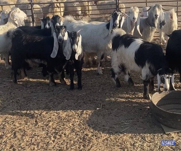 20عوارض فاخرة ملاوين مع تيس 6مطافيل 7دفيع والباقي توةمقرعة منوة الجناي15