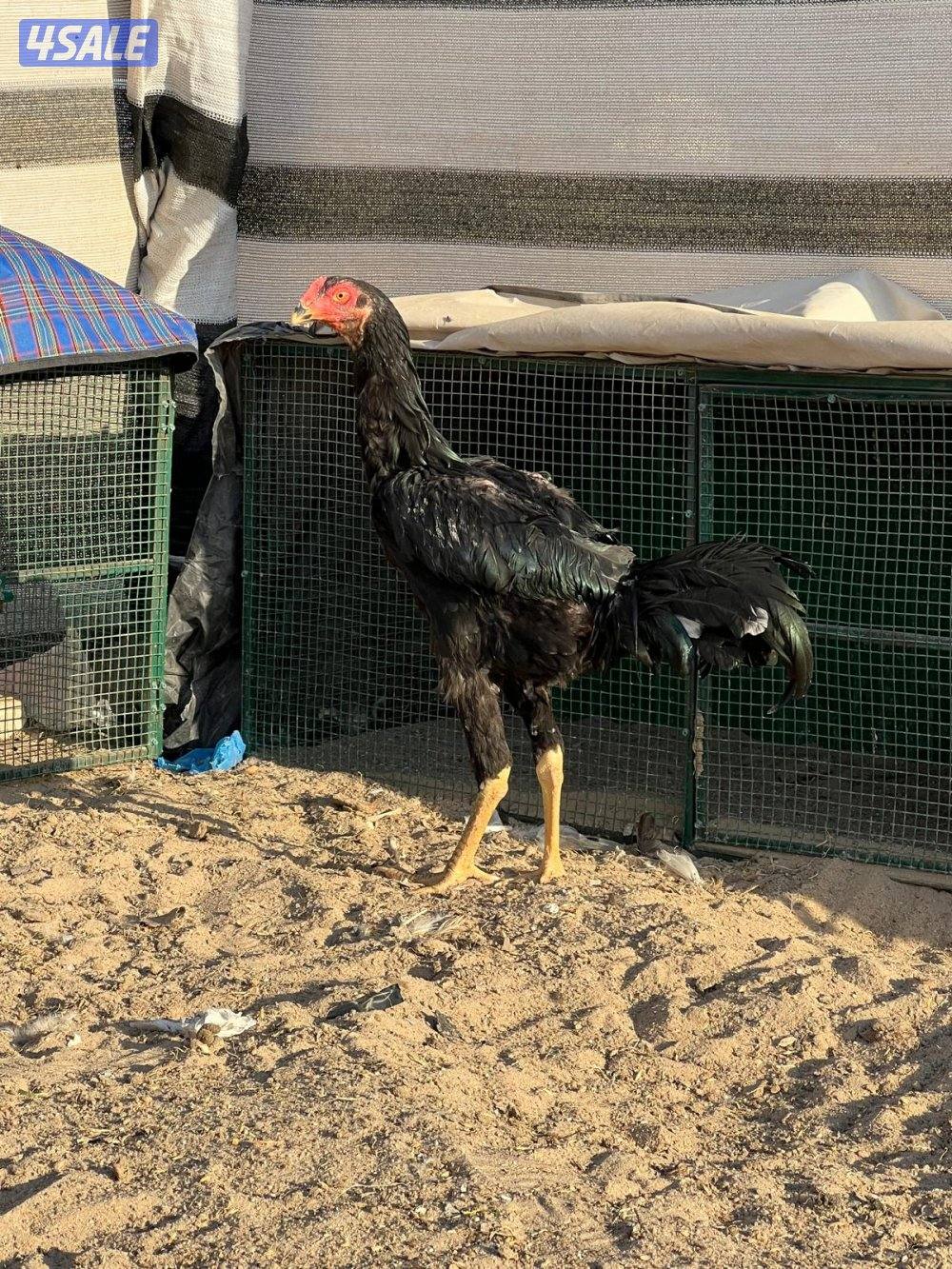 للبيع تايلندي ديجين ودجاجه0