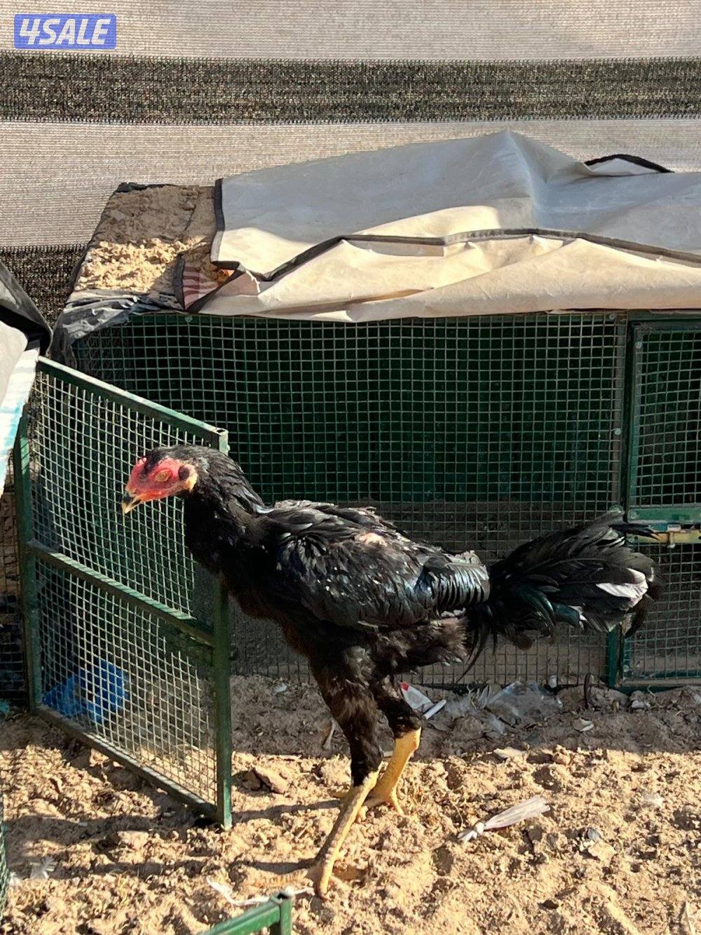 للبيع تايلندي ديجين ودجاجه2