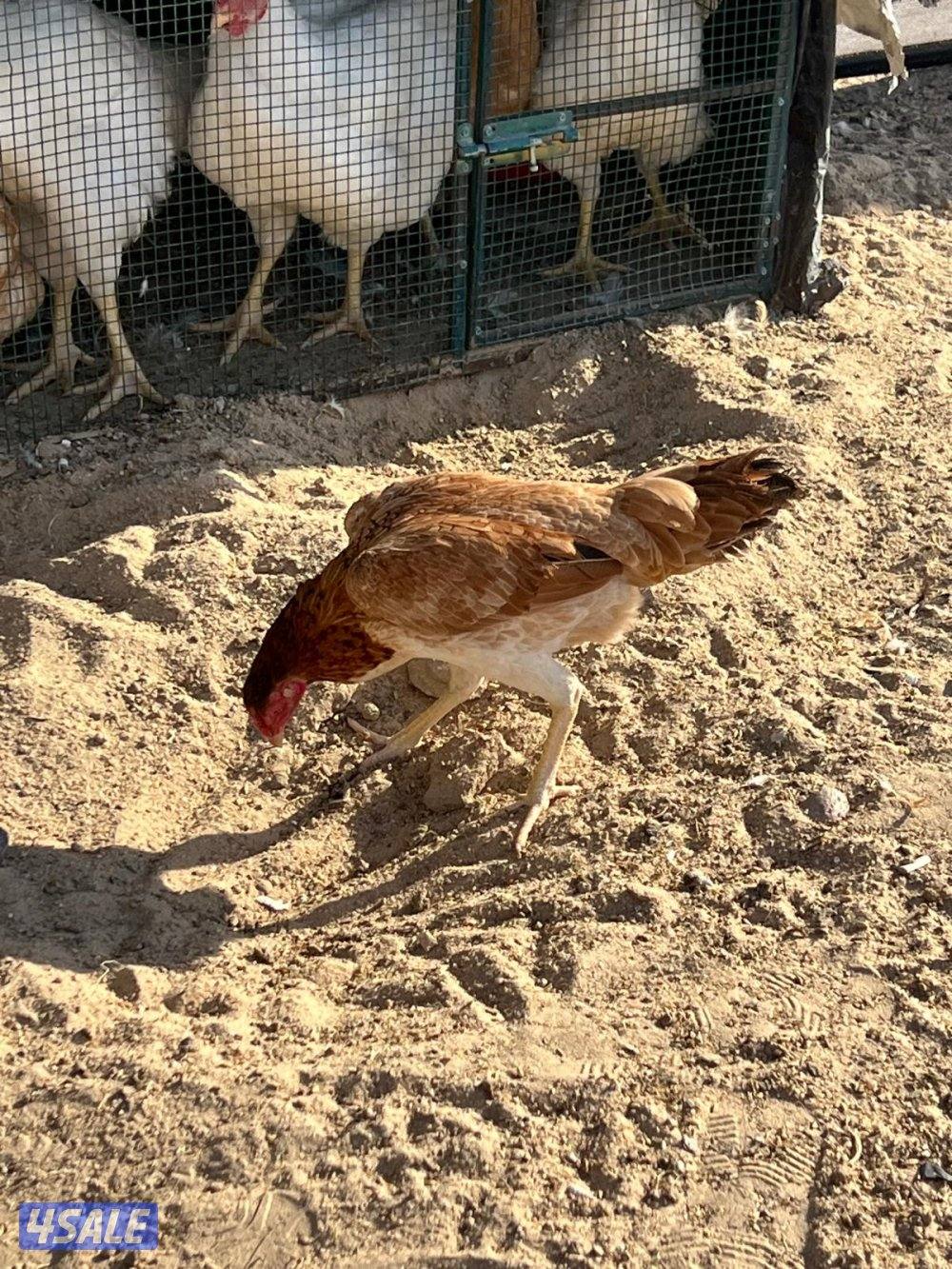 للبيع تايلندي ديجين ودجاجه4