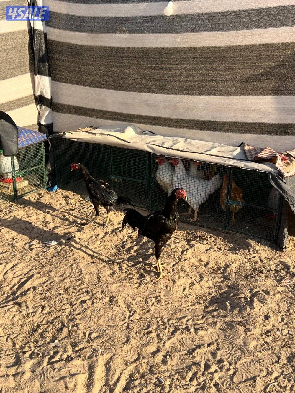 للبيع تايلندي ديجين ودجاجه3