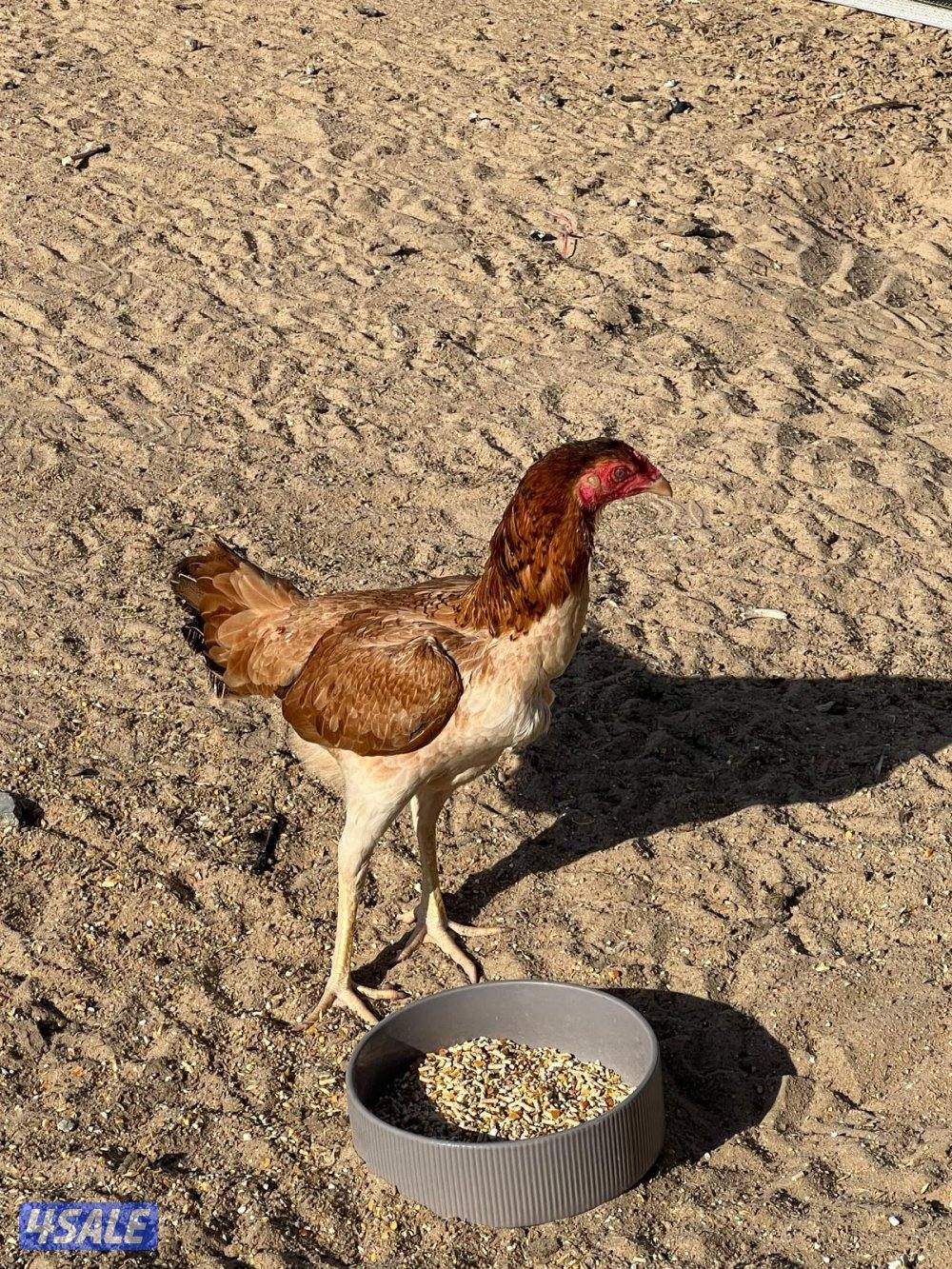 للبيع تايلندي ديجين ودجاجه5