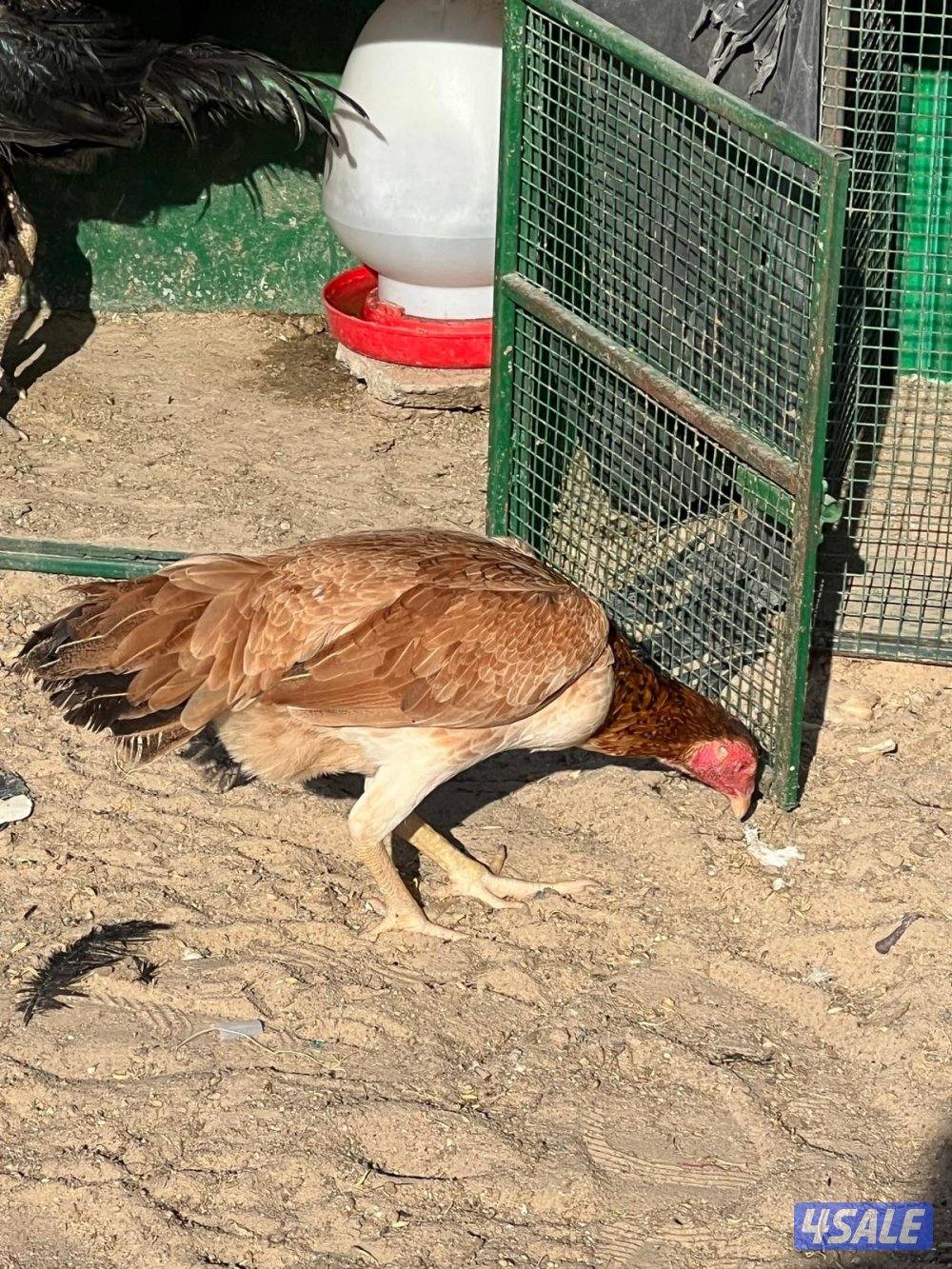 للبيع تايلندي ديجين ودجاجه6