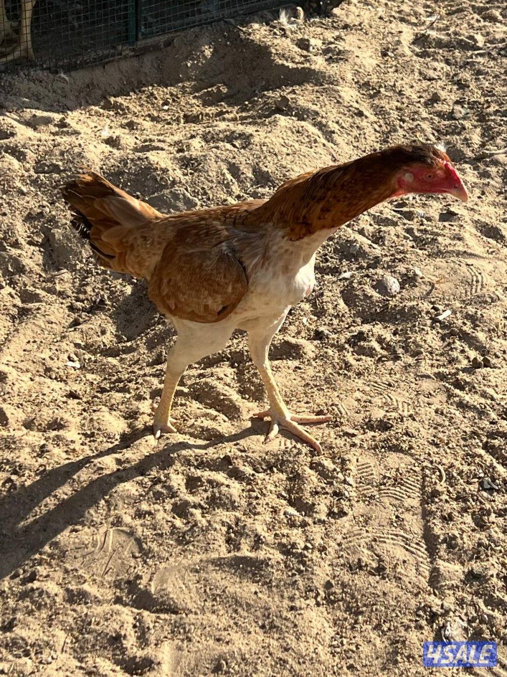 للبيع تايلندي ديجين ودجاجه7