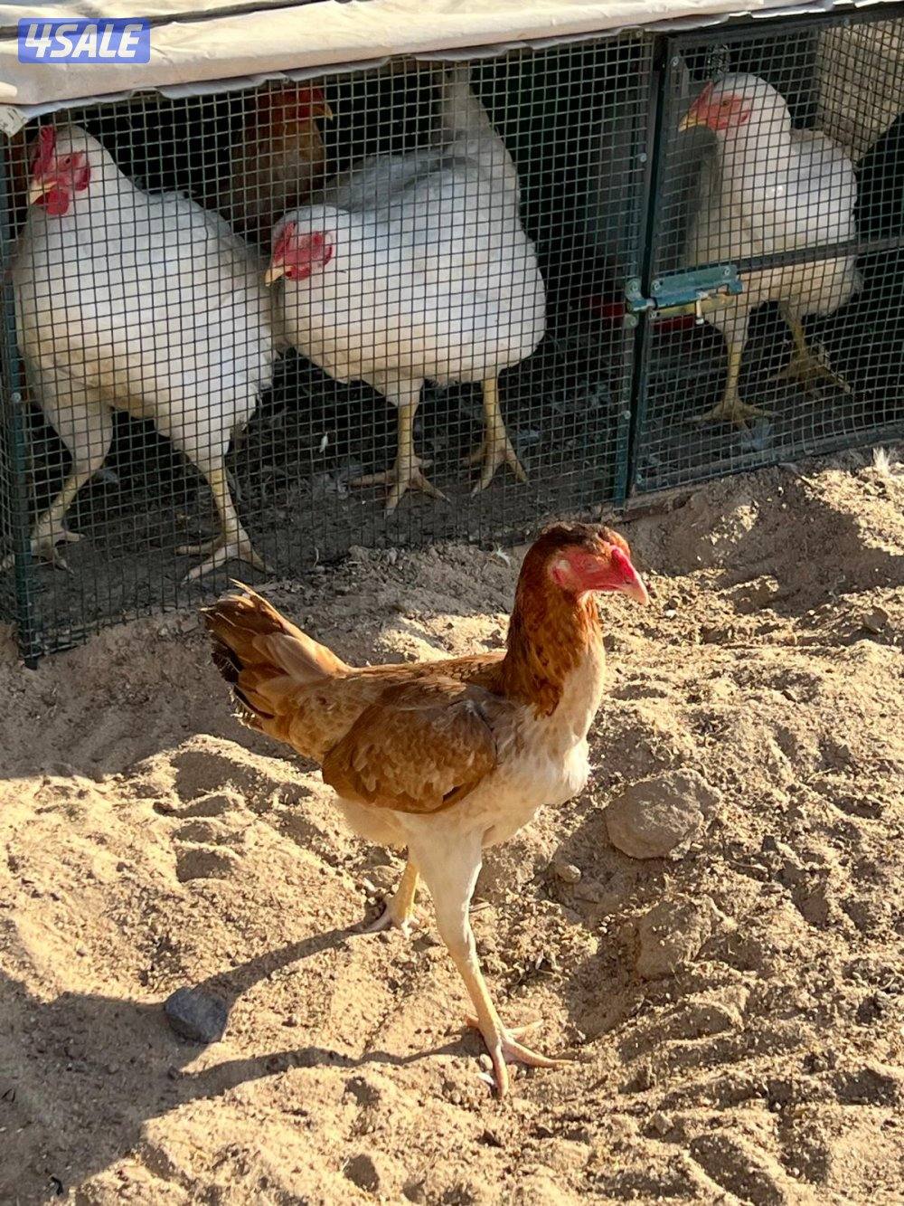 للبيع تايلندي ديجين ودجاجه8