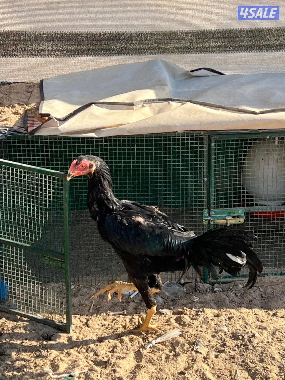 للبيع تايلندي ديجين ودجاجه10