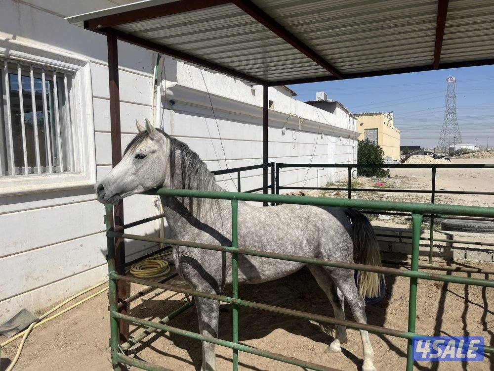 للبيع حصان 🐎0