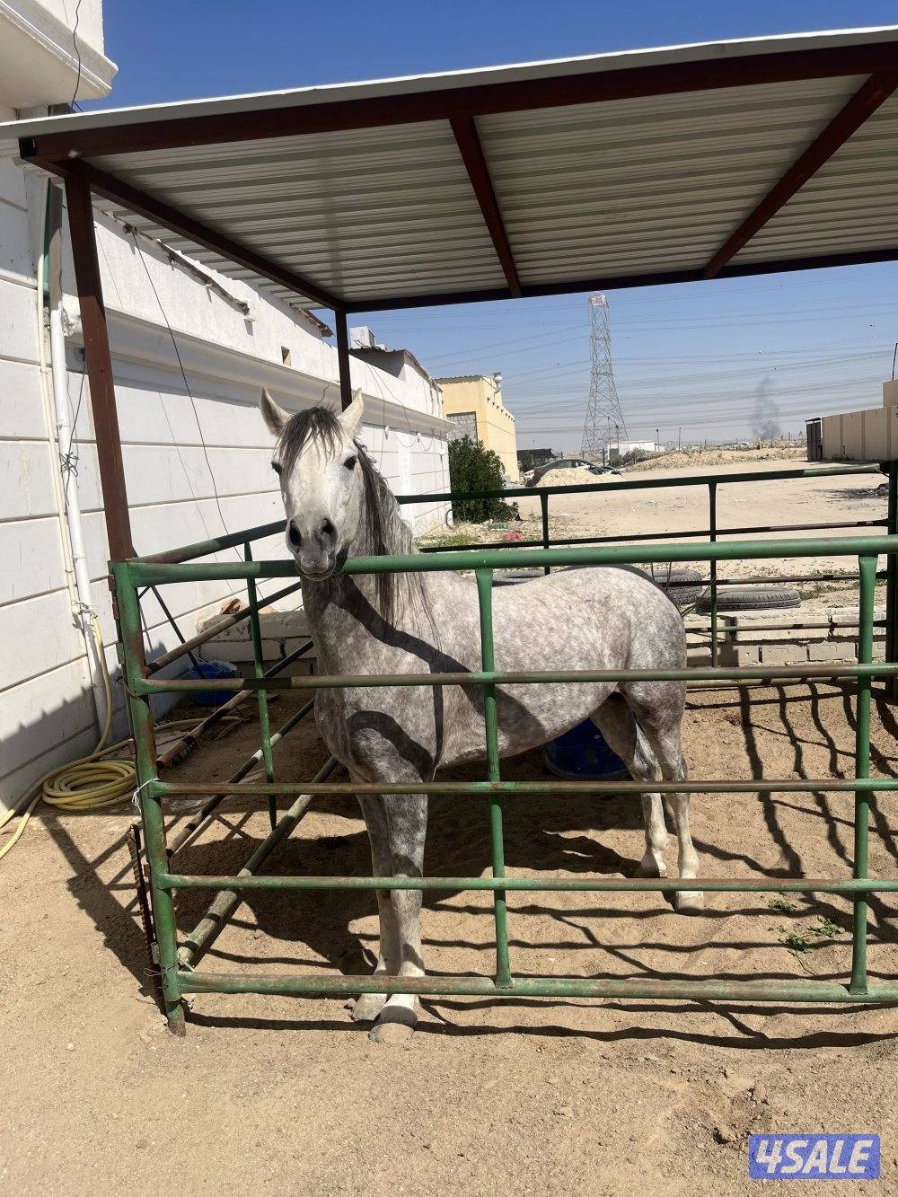 للبيع حصان 🐎1