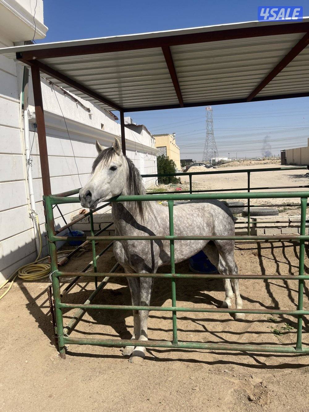 للبيع حصان 🐎2