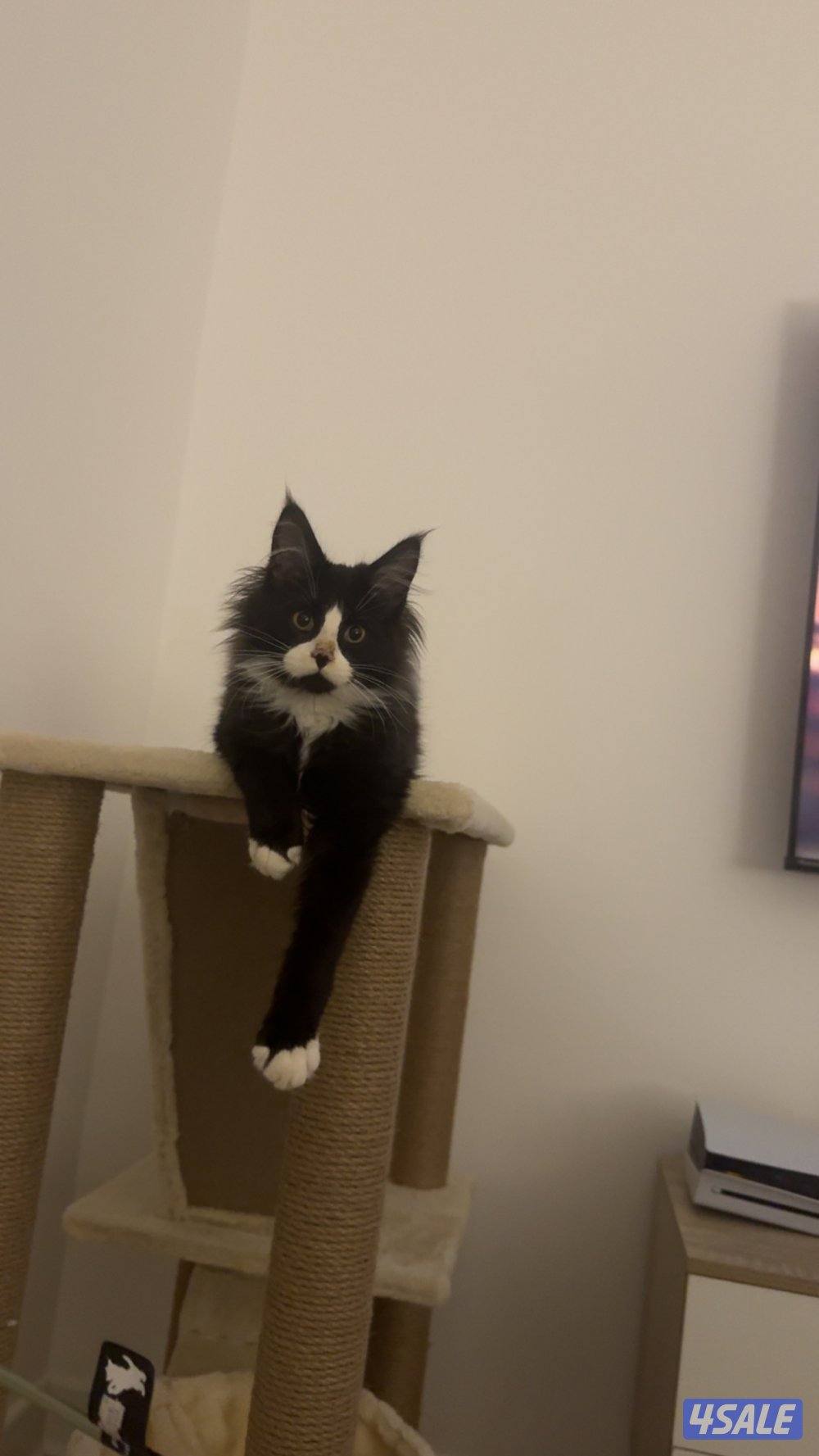 للبيع قط ماين كون بيور0