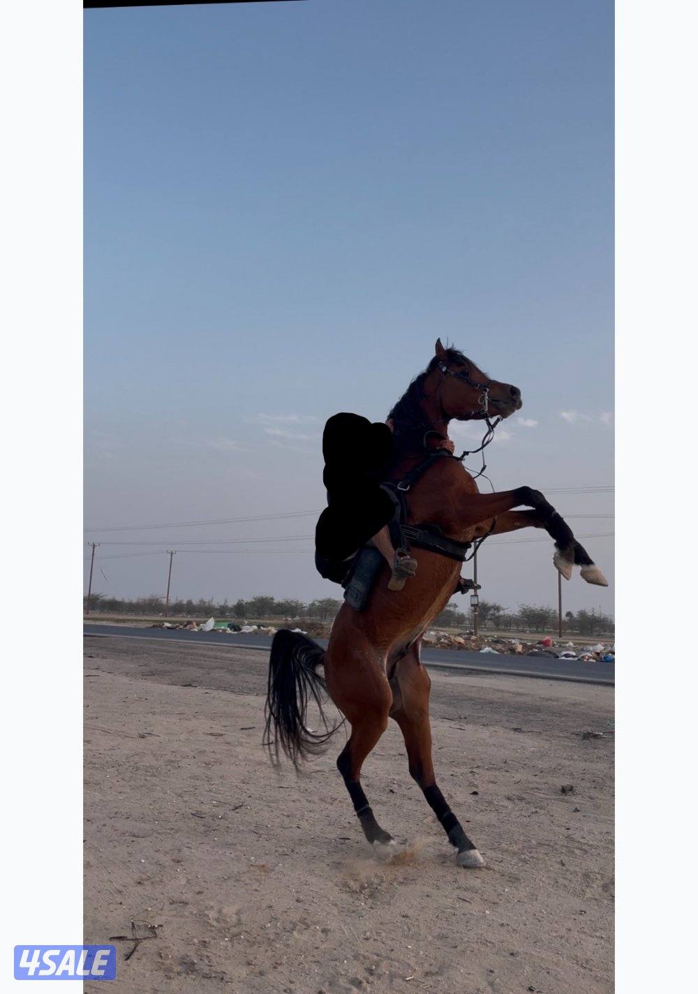 للبيع حصان بولش1