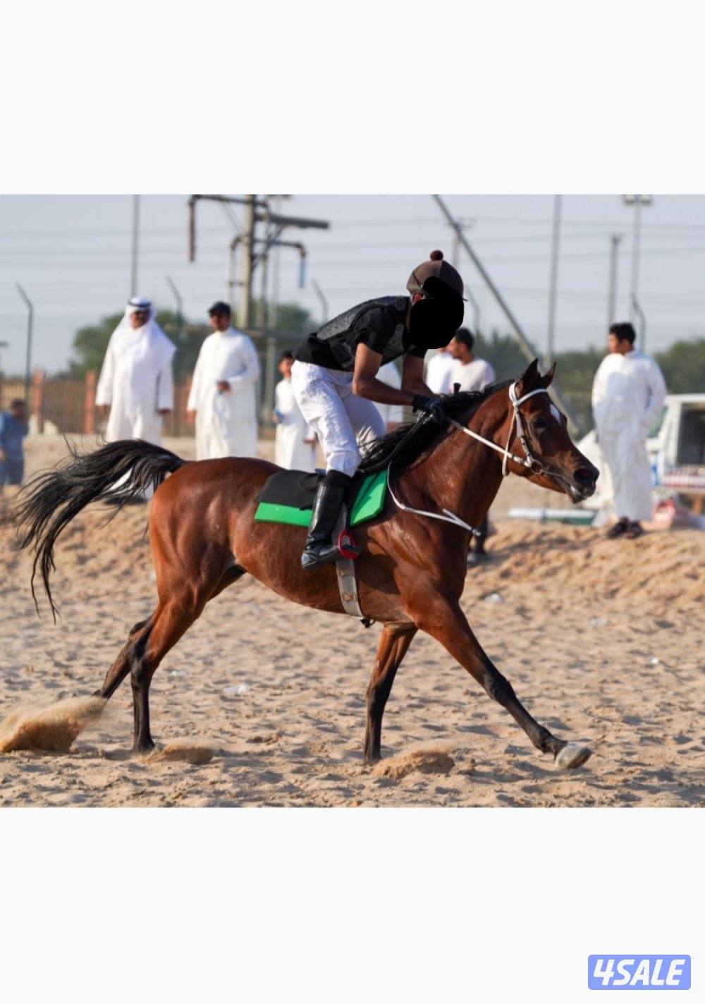 للبيع حصان بولش2