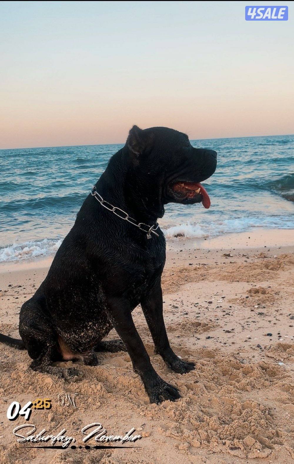 للبيع أصعّب كين كورسه حجم ولون طاعه0