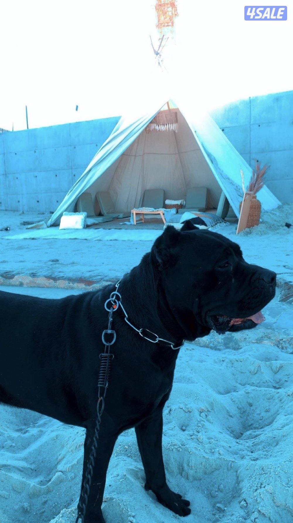 للبيع أصعّب كين كورسه حجم ولون طاعه1