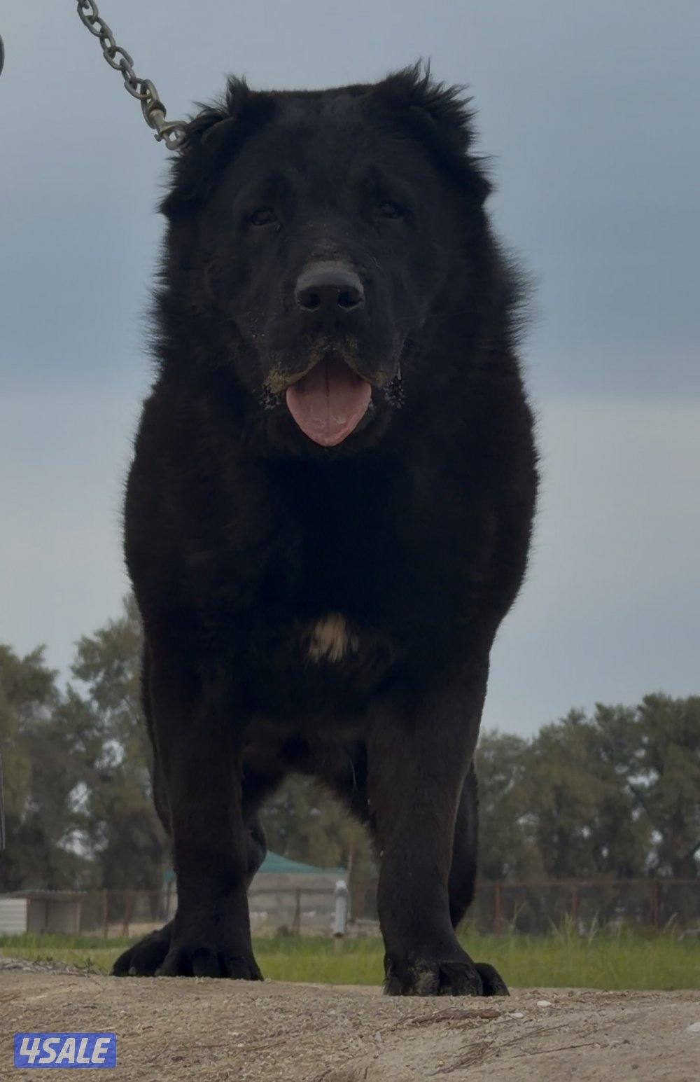 للبيع قوقازي أسود0