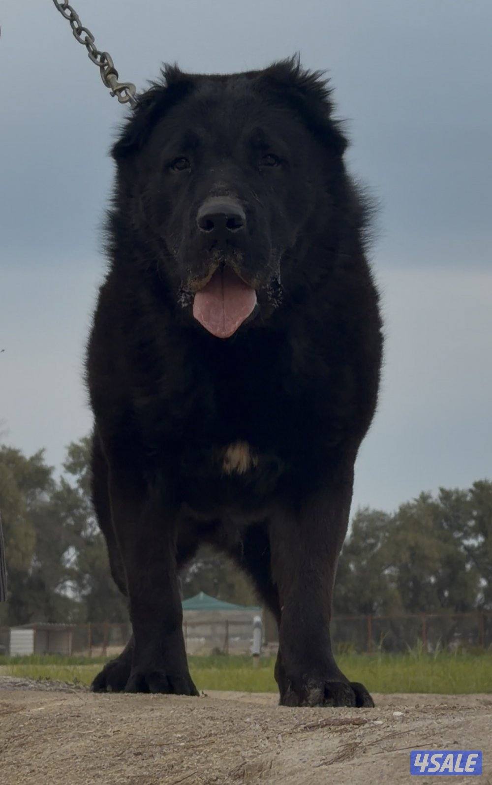 للبيع قوقازي أسود1