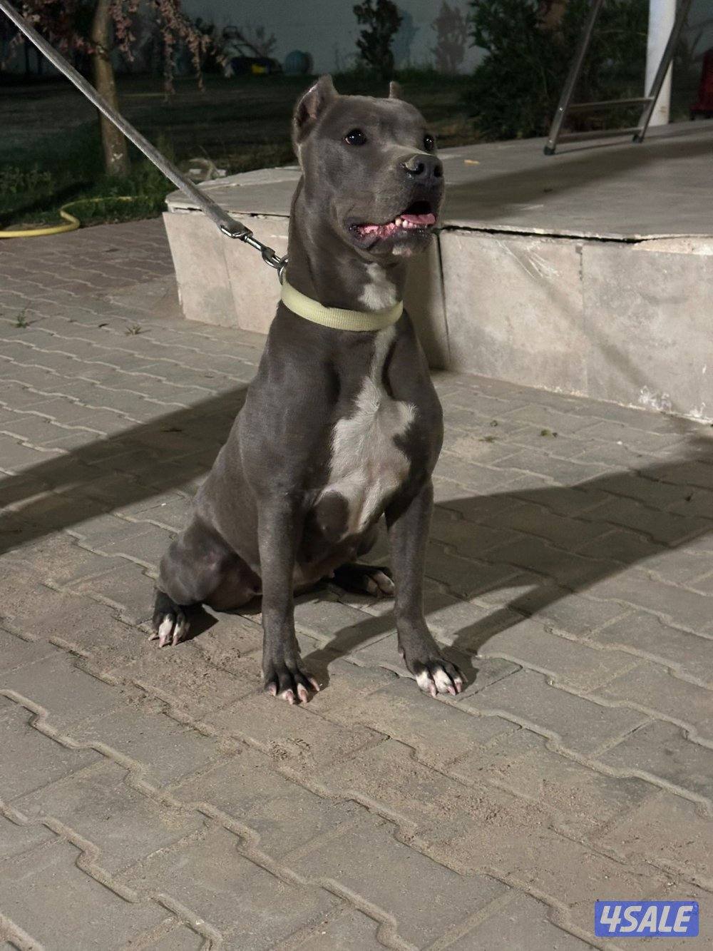 بيعه سريعه نثيه بت بول0