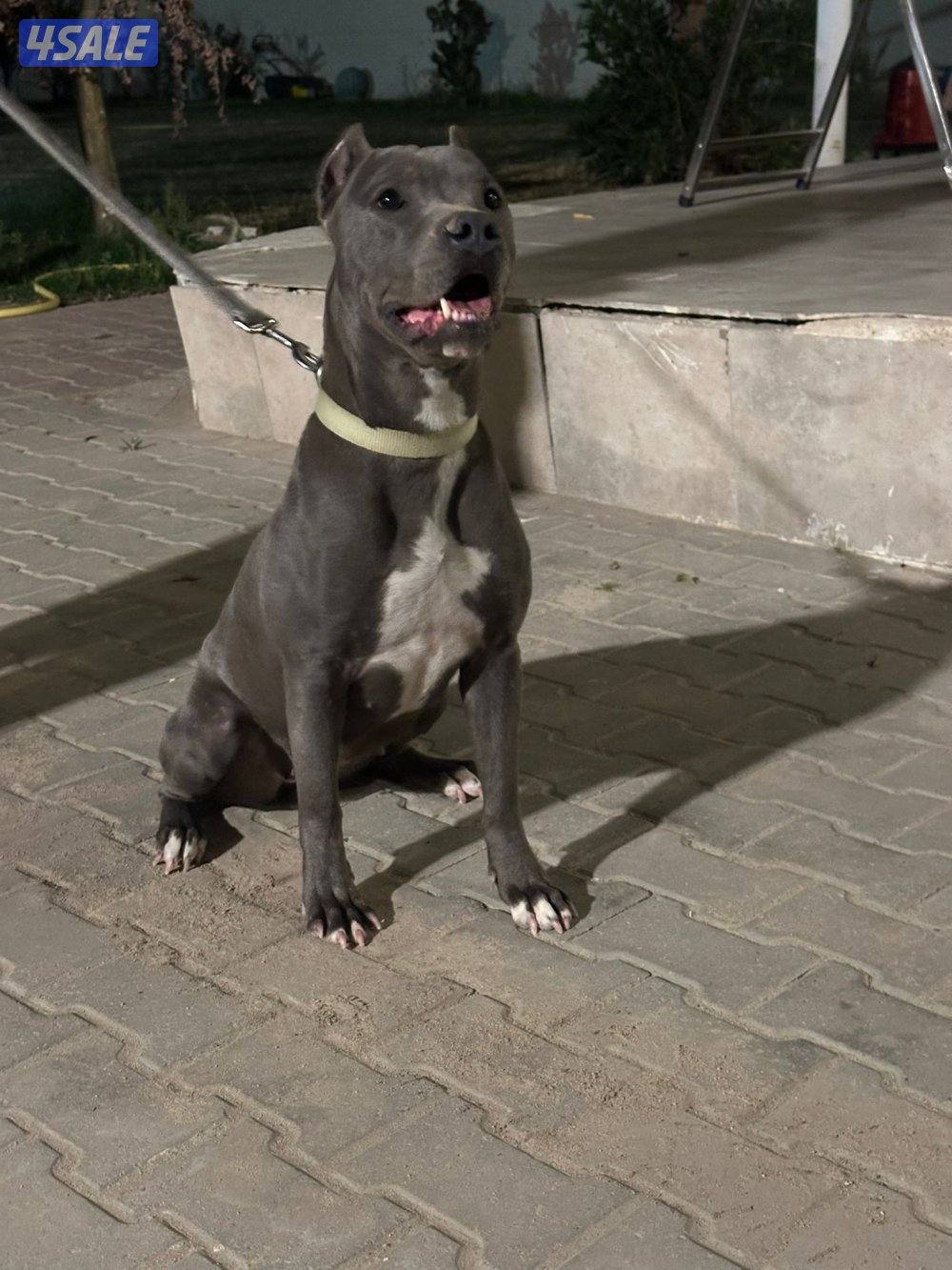 بيعه سريعه نثيه بت بول1