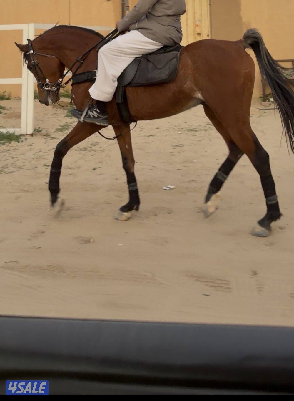 للبيع حصان بولش3