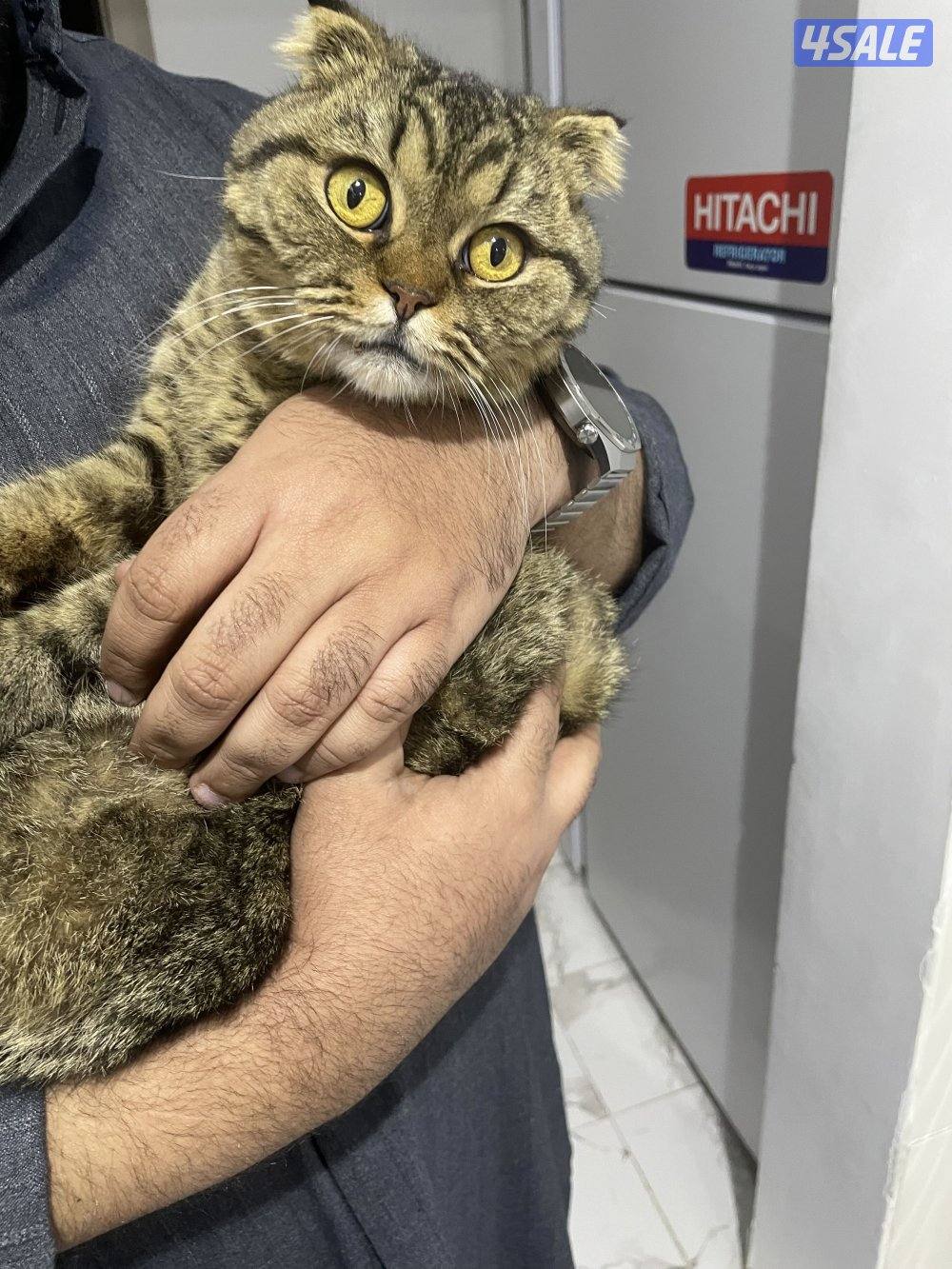 للتبني قطوه مادري ضايعه او قاطينها سكوتش فولد نثيه يبين صغيره0