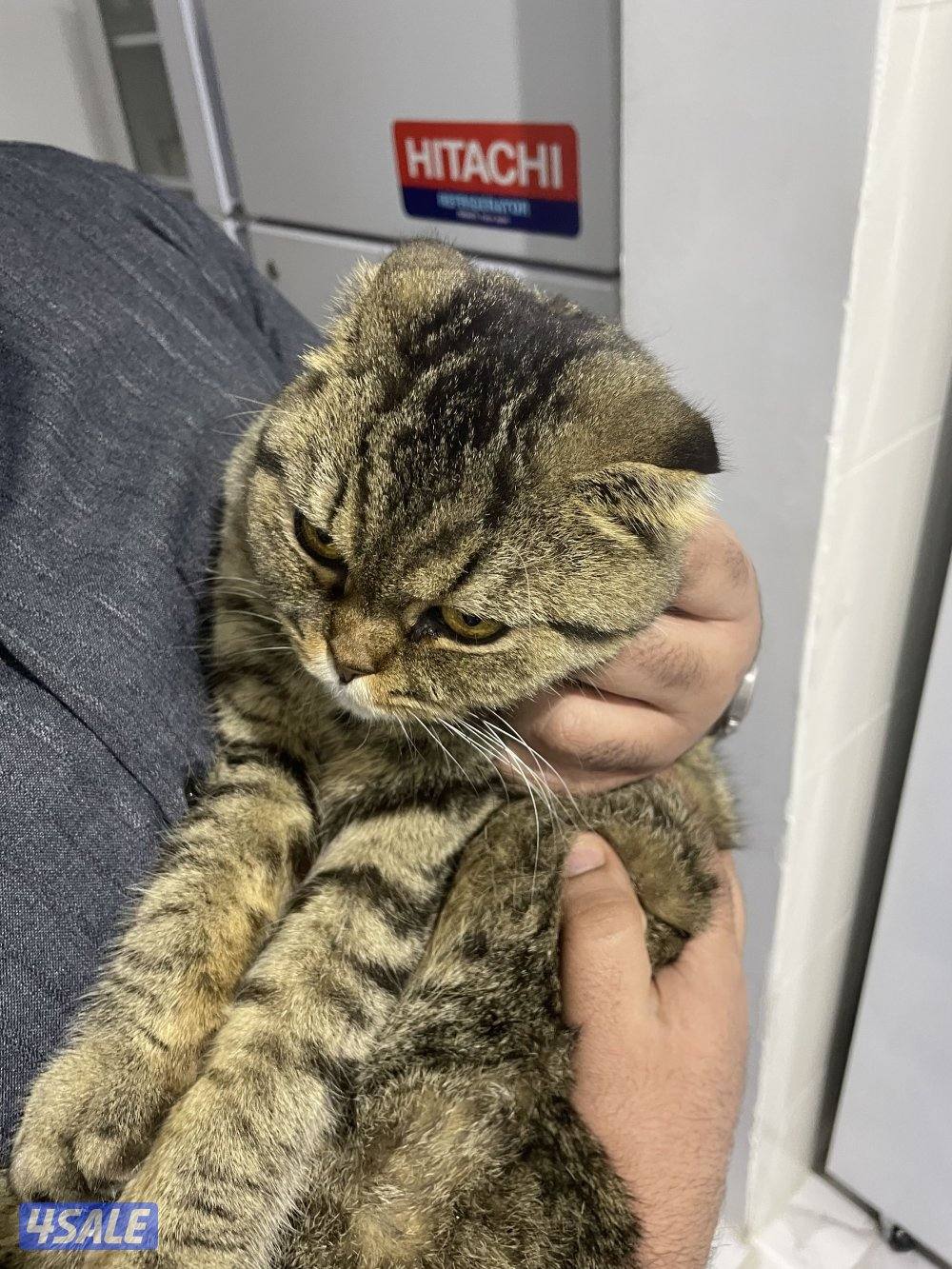 للتبني قطوه مادري ضايعه او قاطينها سكوتش فولد نثيه يبين صغيره1