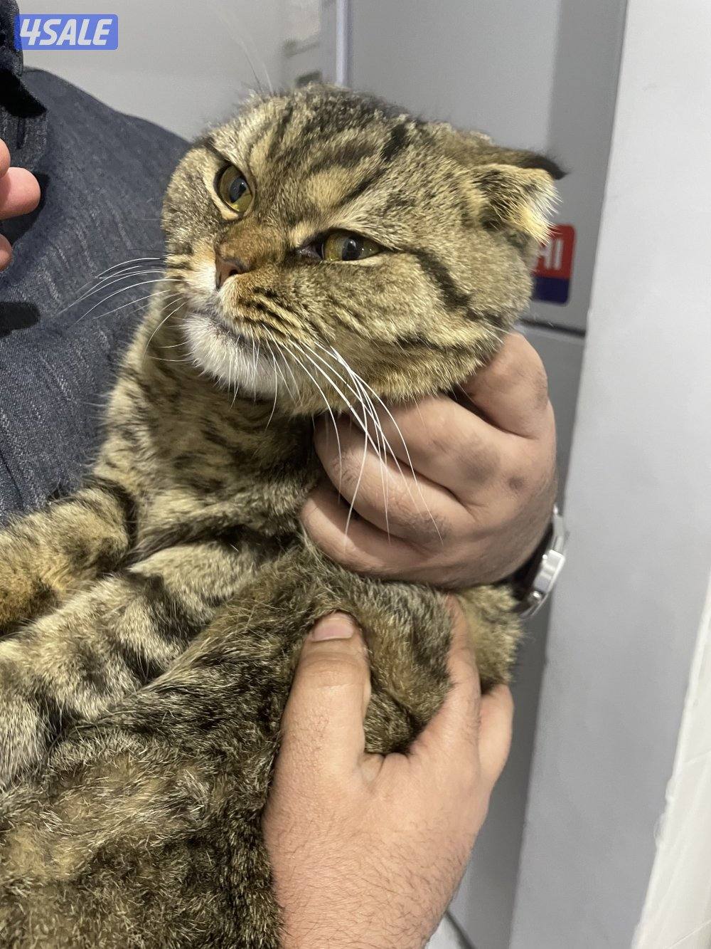 للتبني قطوه مادري ضايعه او قاطينها سكوتش فولد نثيه يبين صغيره2