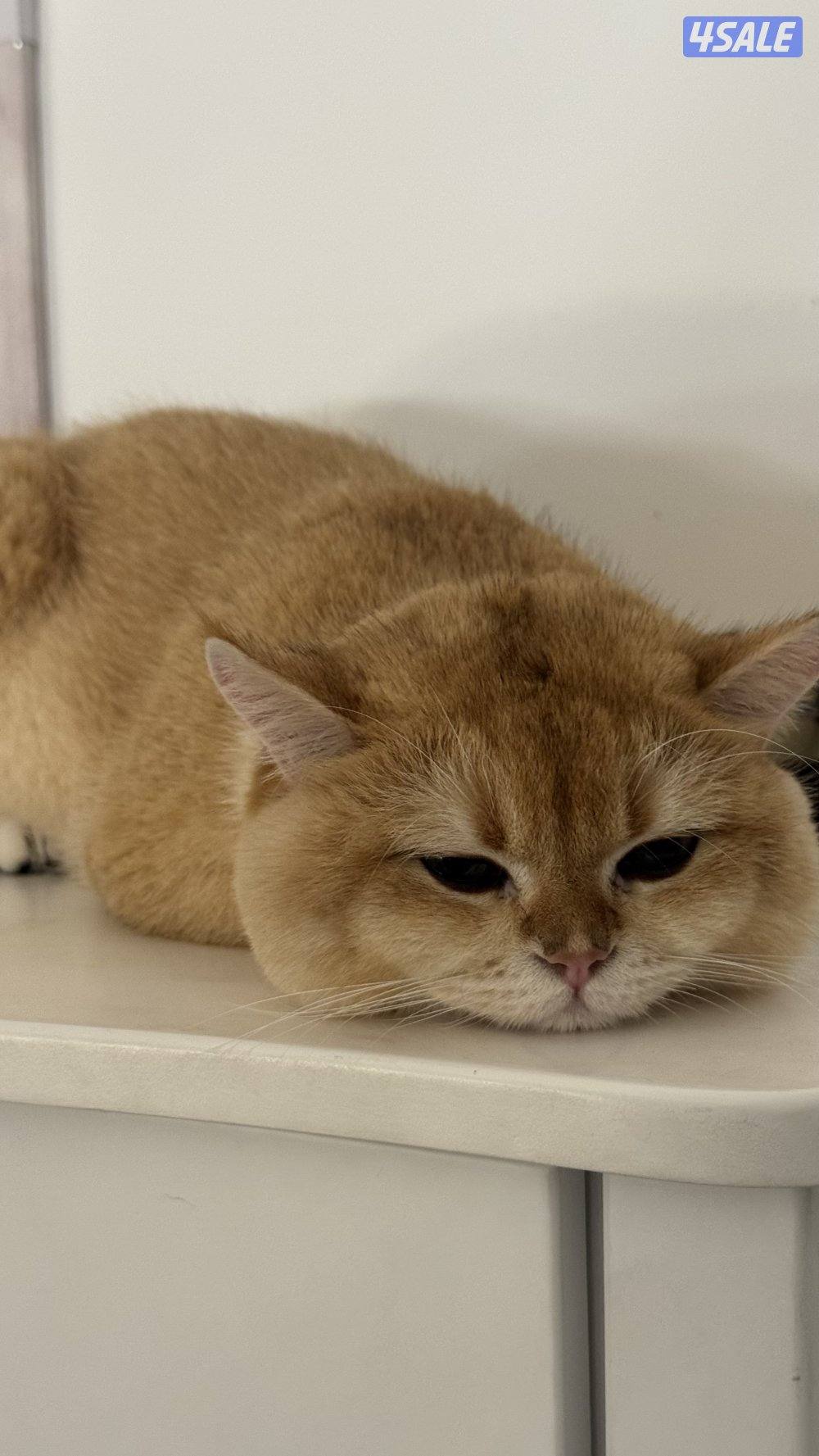 مو للتبني قط و كيتن2