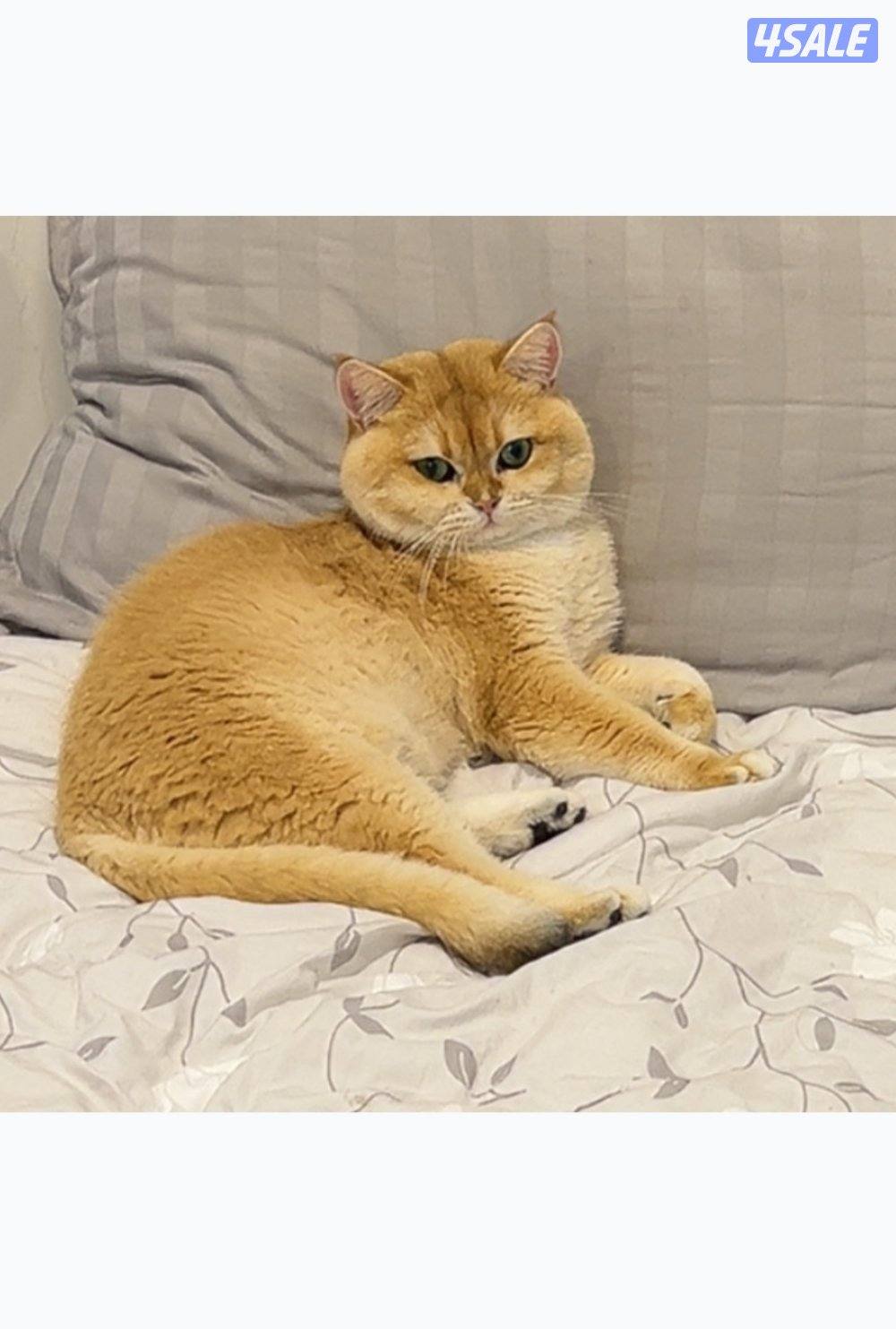 مو للتبني قط و كيتن3