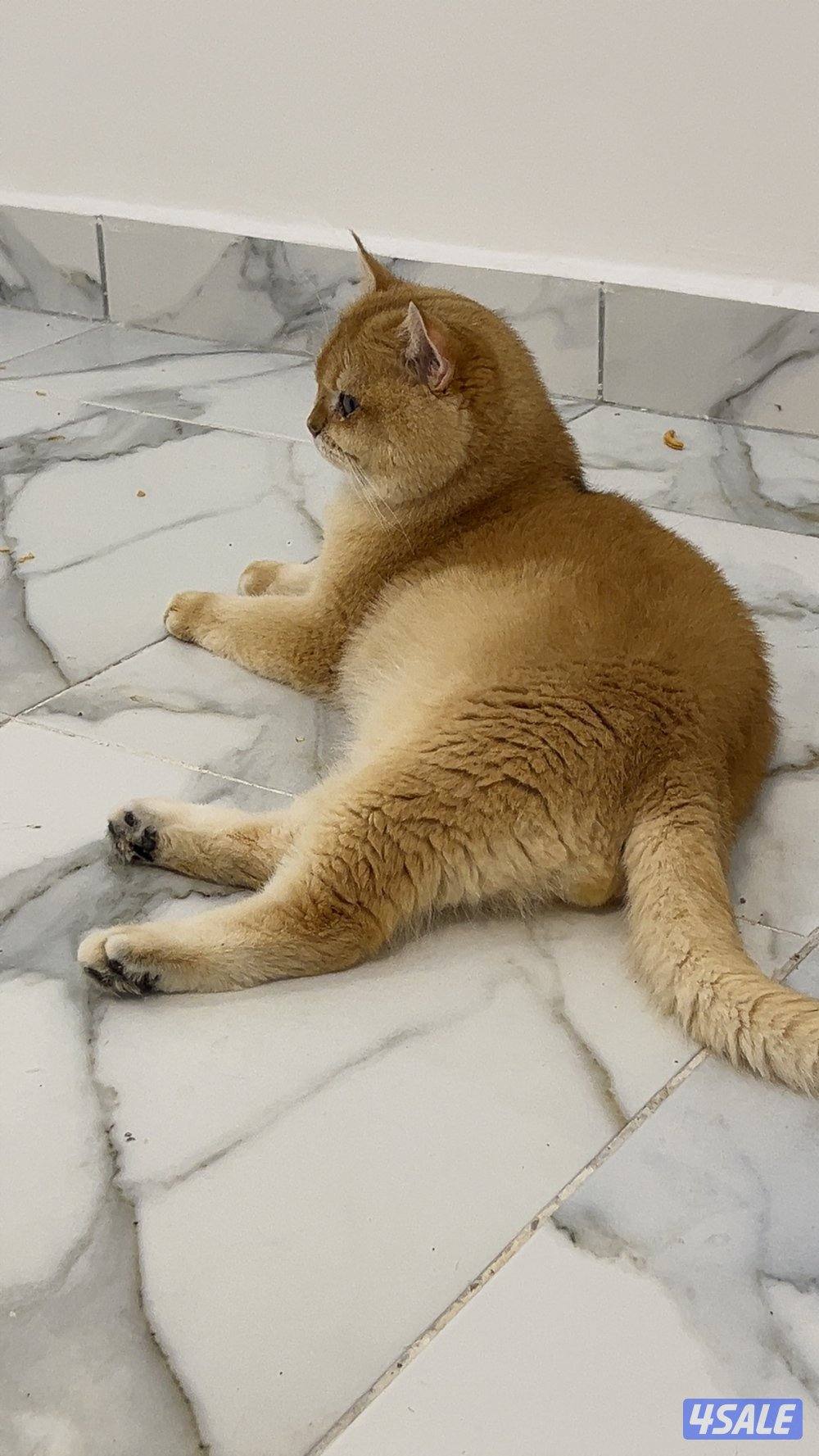 مو للتبني قط و كيتن5