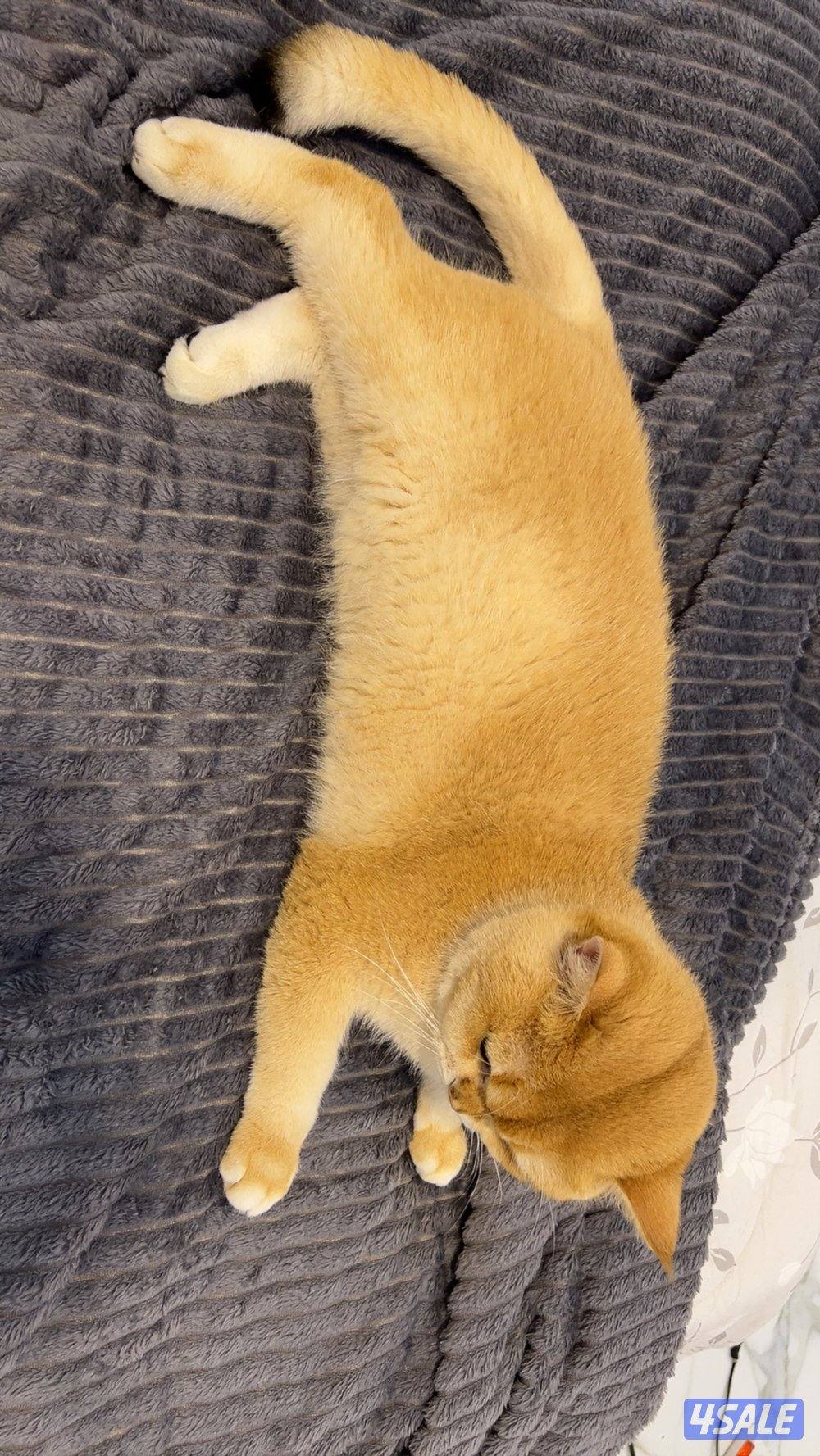 مو للتبني قط و كيتن6