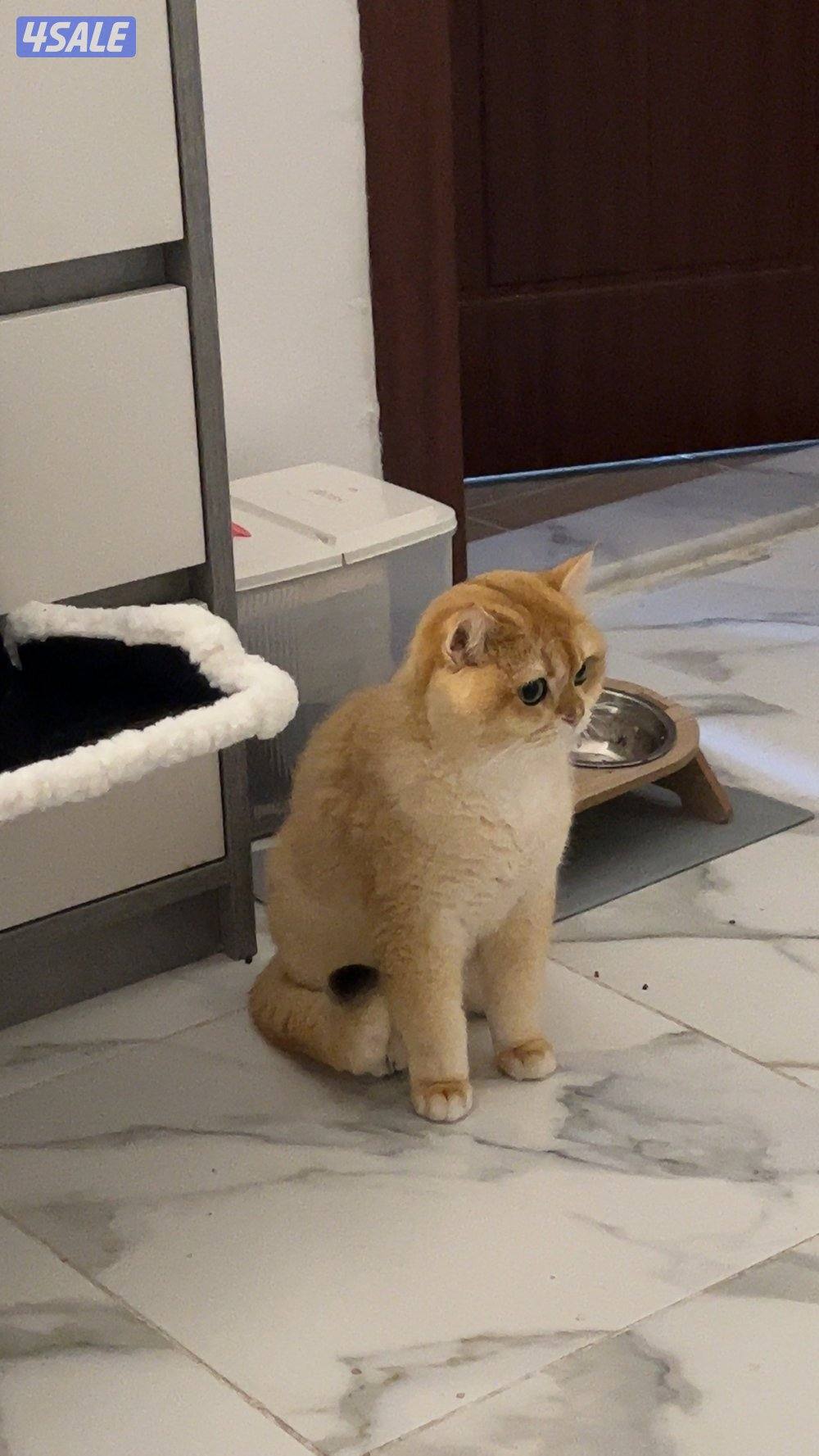 مو للتبني قط و كيتن7