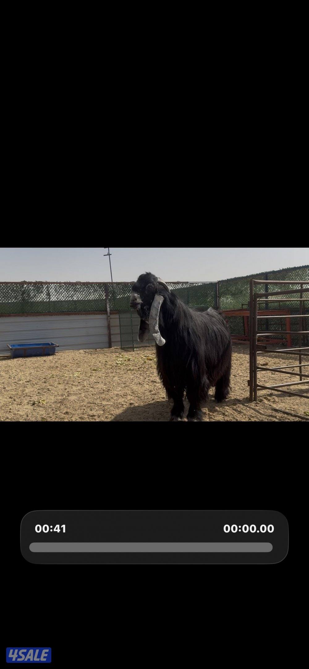 فحل المراح  عارضي اربش خصم وطيب وشرط القريع ومنتج1