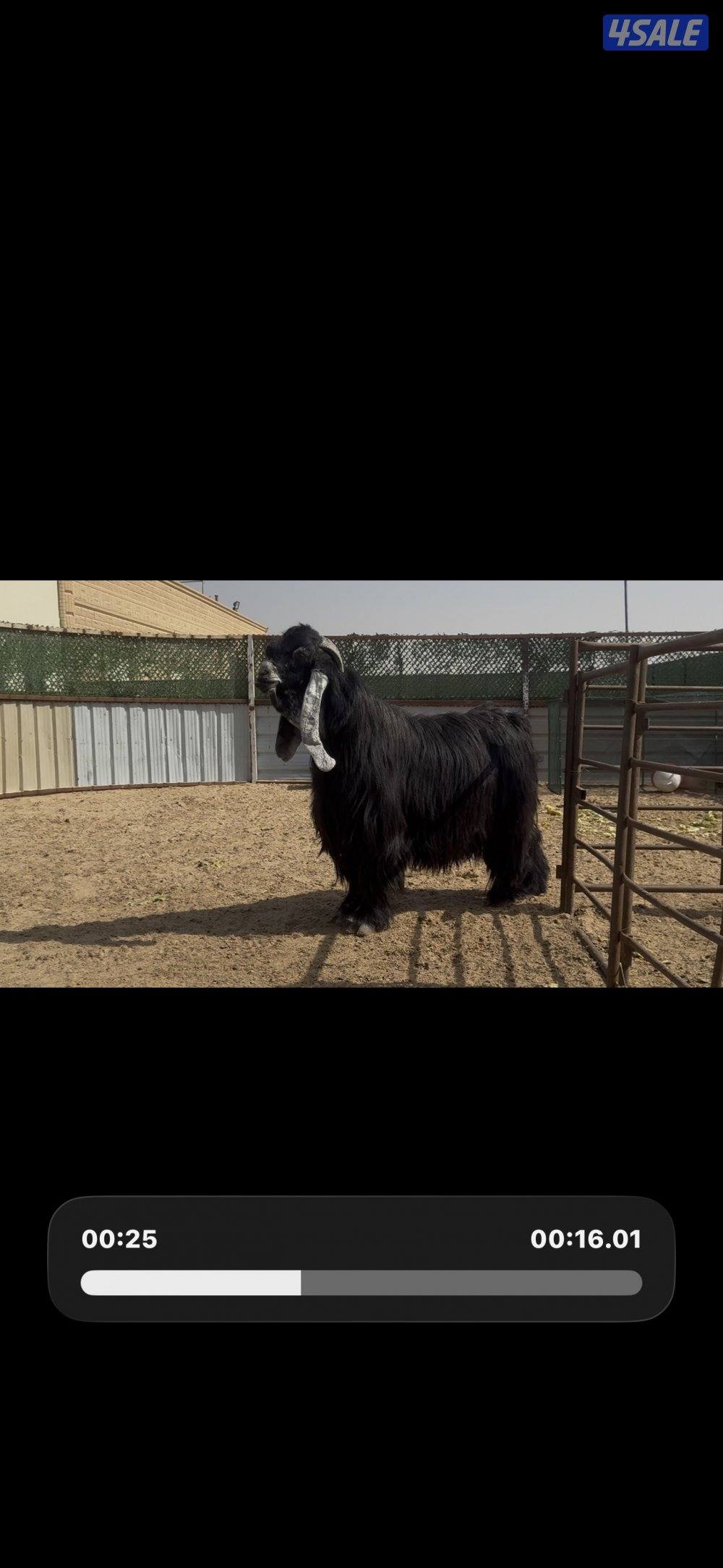 فحل المراح  عارضي اربش خصم وطيب وشرط القريع ومنتج2