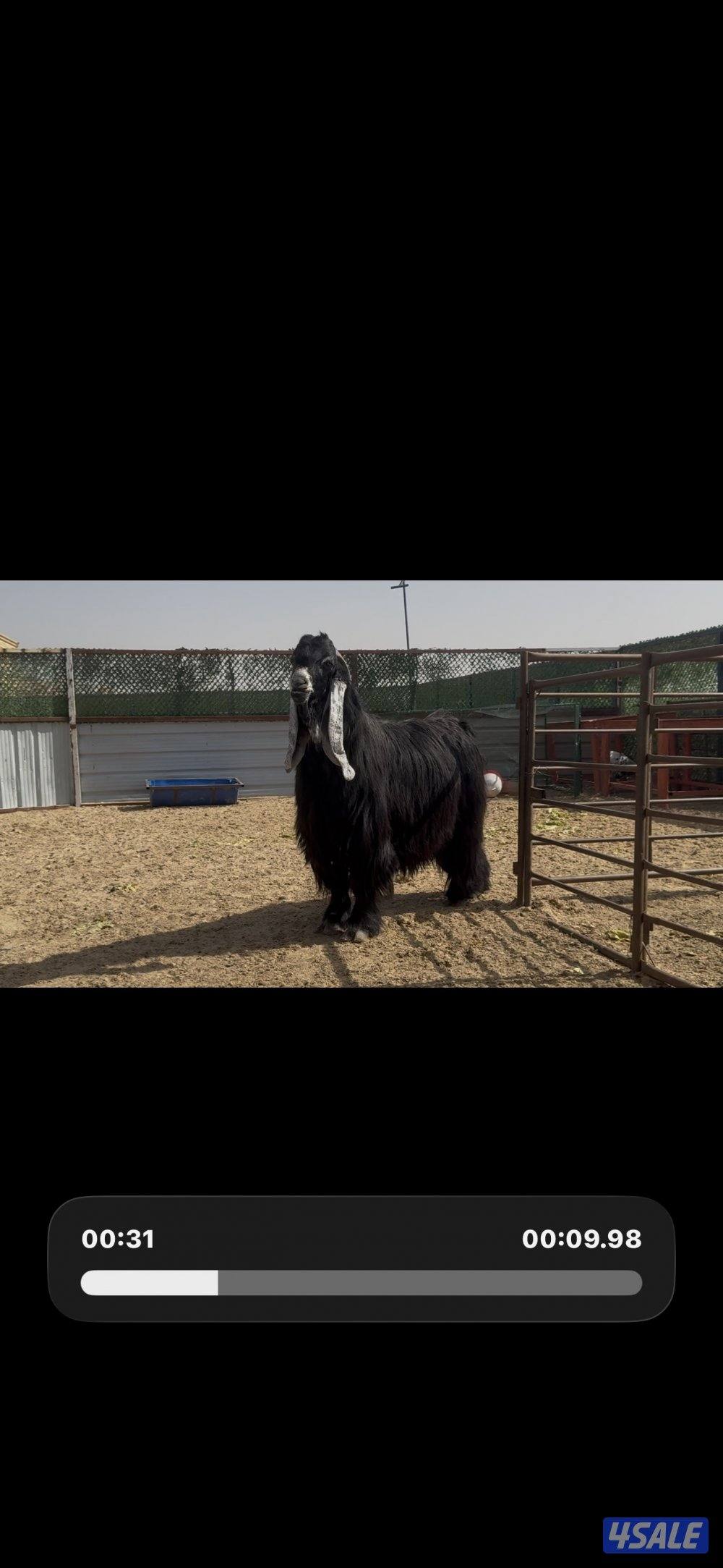 فحل المراح  عارضي اربش خصم وطيب وشرط القريع ومنتج3