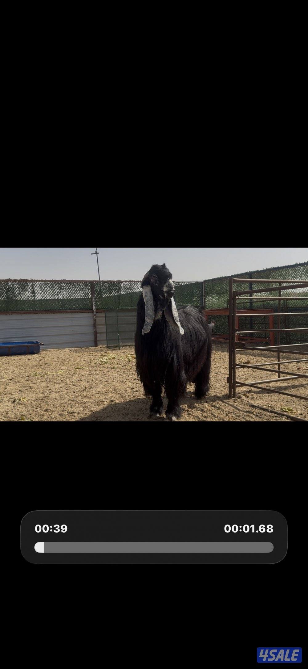 فحل المراح  عارضي اربش خصم وطيب وشرط القريع ومنتج4