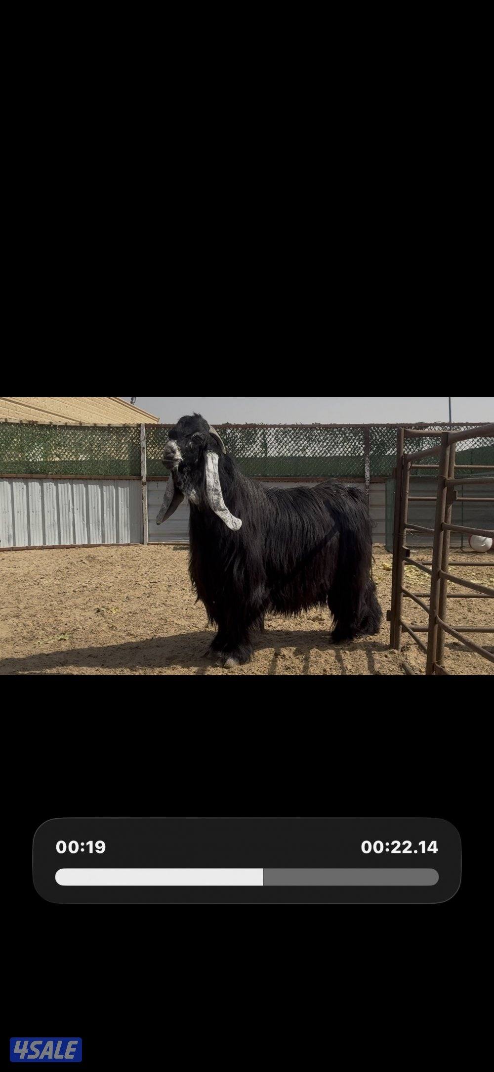 فحل المراح  عارضي اربش خصم وطيب وشرط القريع ومنتج6