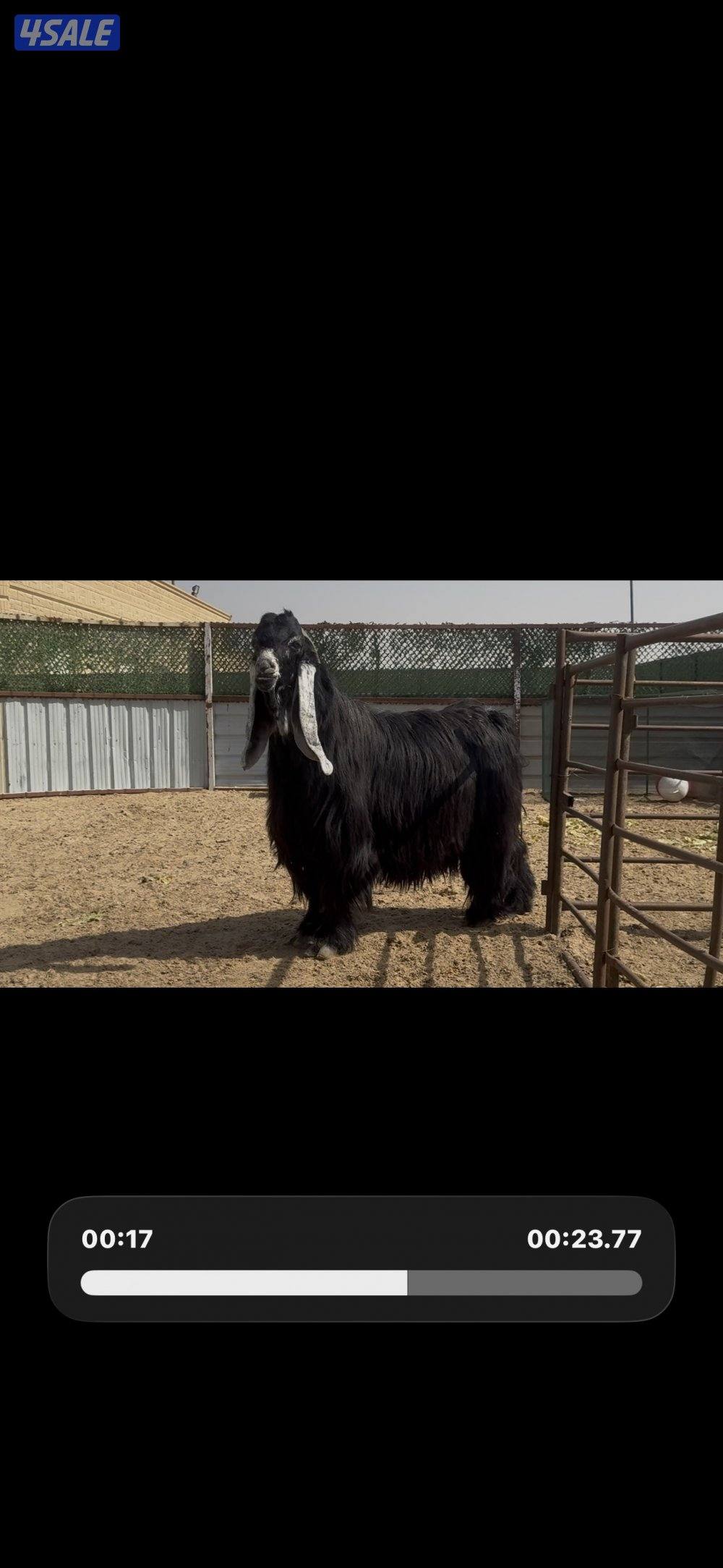 فحل المراح  عارضي اربش خصم وطيب وشرط القريع ومنتج7