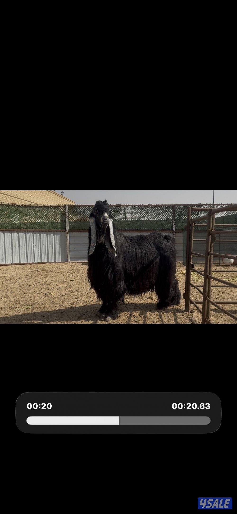 فحل المراح  عارضي اربش خصم وطيب وشرط القريع ومنتج8