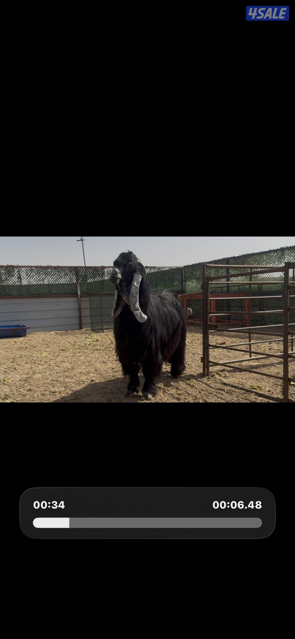 فحل المراح  عارضي اربش خصم وطيب وشرط القريع ومنتج9