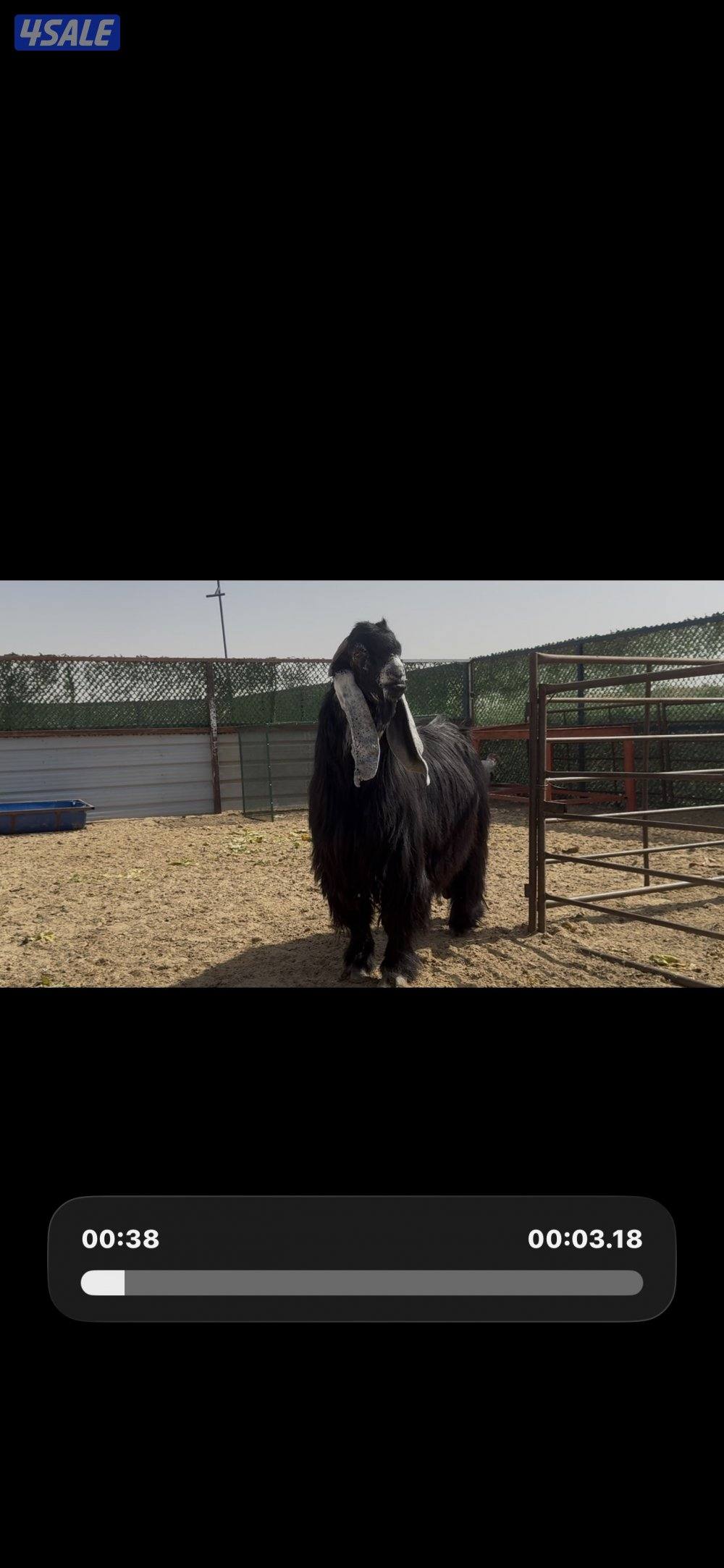 فحل المراح  عارضي اربش خصم وطيب وشرط القريع ومنتج10