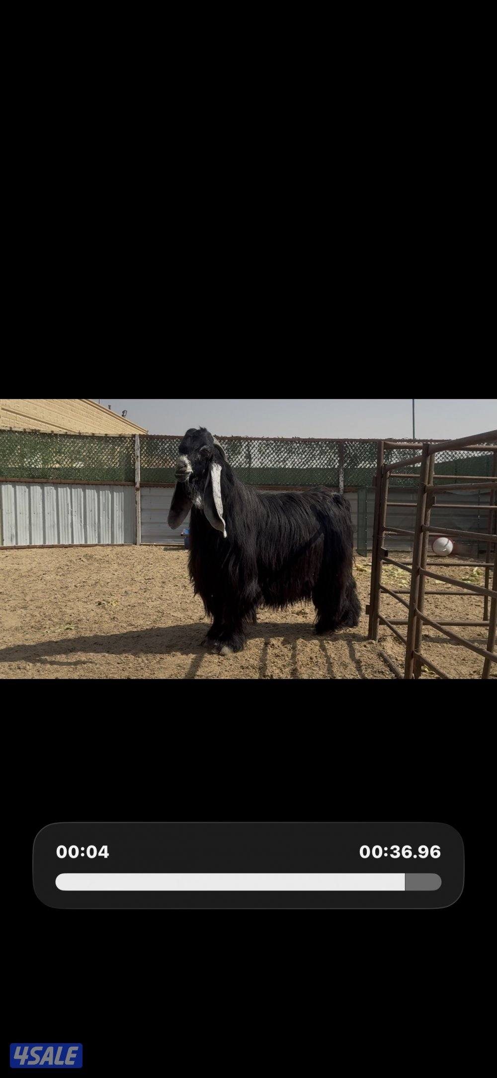 فحل المراح  عارضي اربش خصم وطيب وشرط القريع ومنتج12