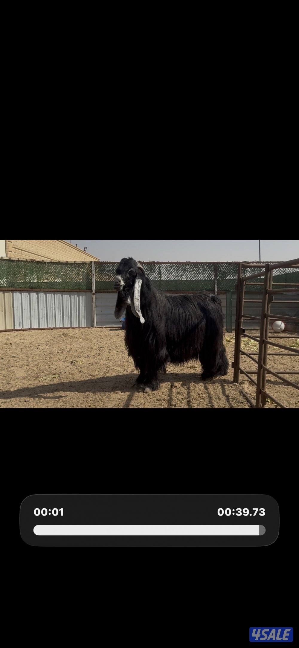 فحل المراح  عارضي اربش خصم وطيب وشرط القريع ومنتج14