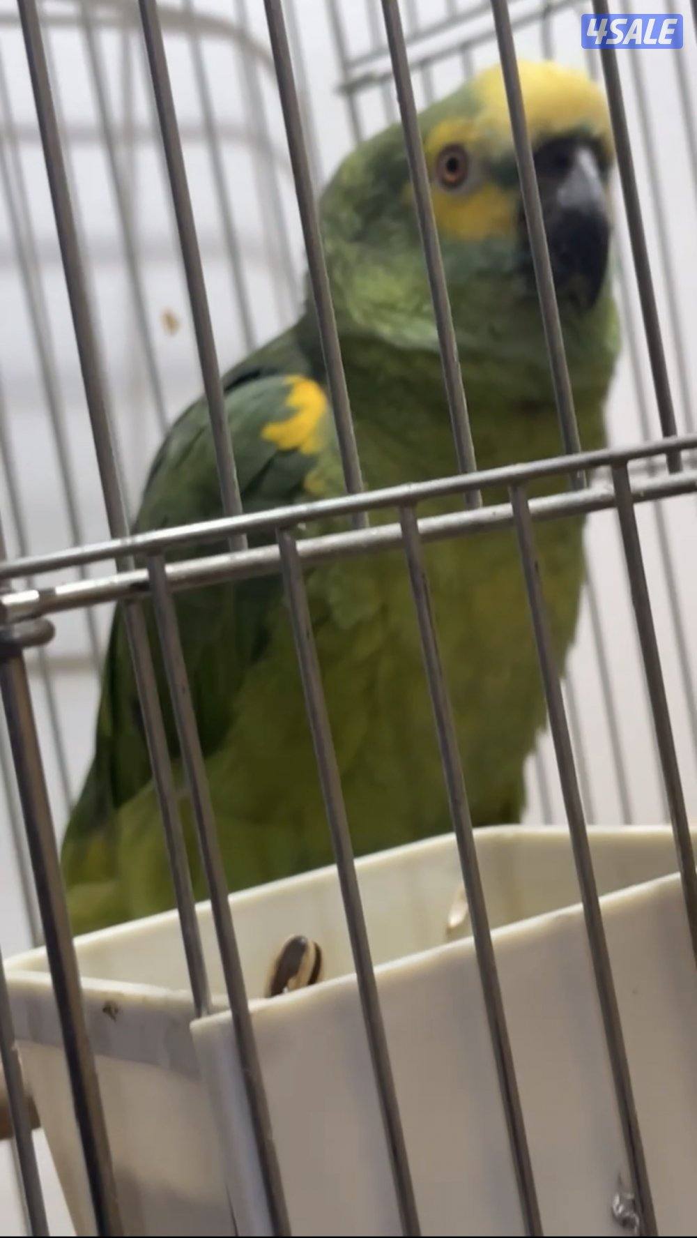 للبيع كاسكو Pro فريند0