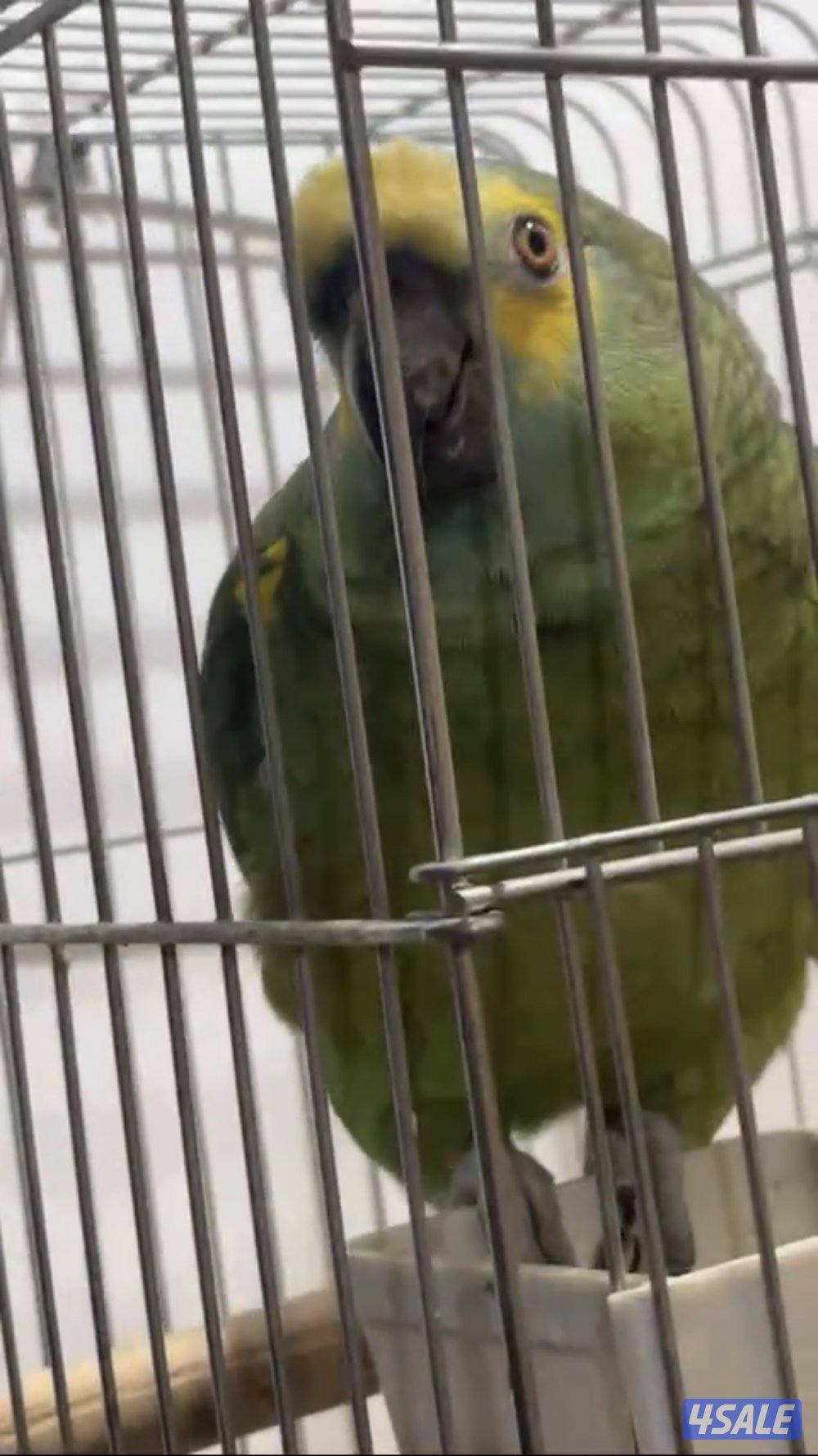 للبيع كاسكو Pro فريند1