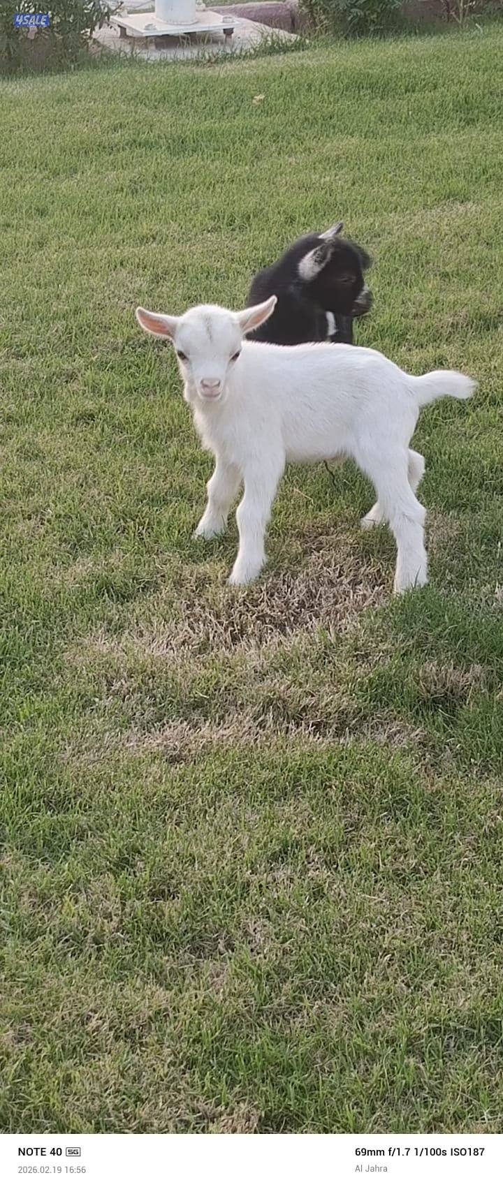 للبيع جفره وتيس1