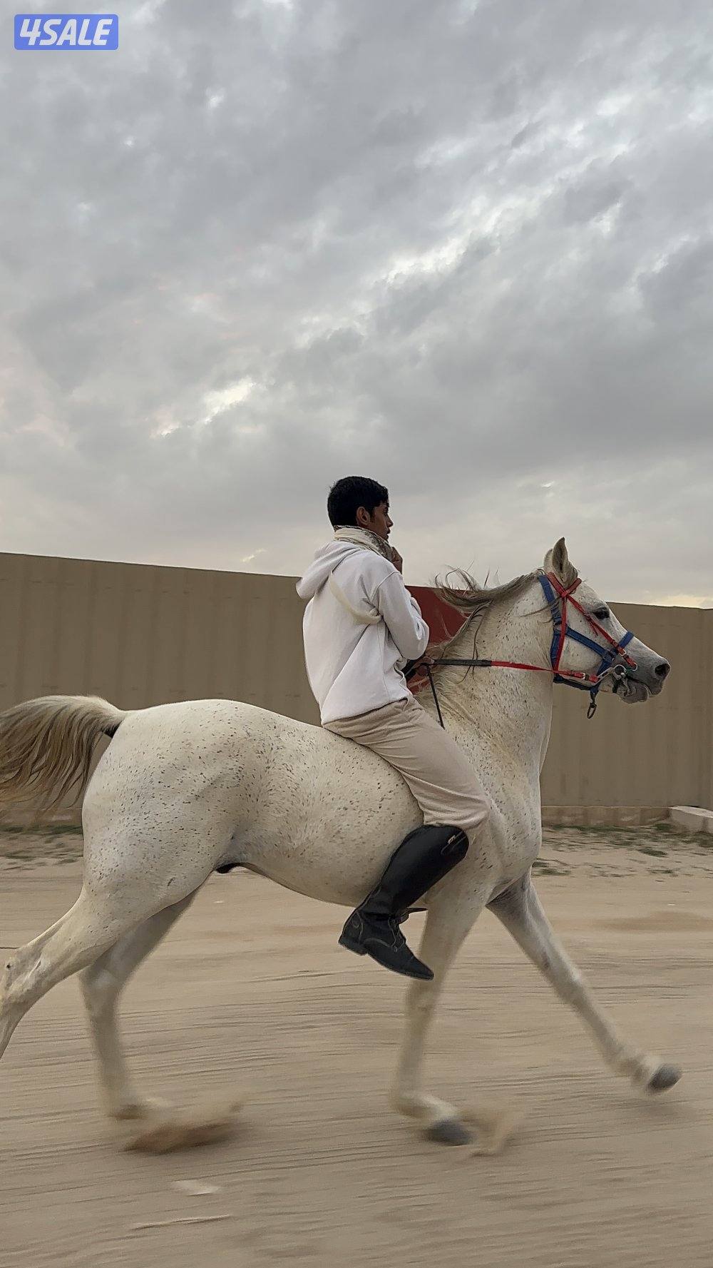 حصان بولش مواليد٢٠٢٠ ولد شمال الخالديه1