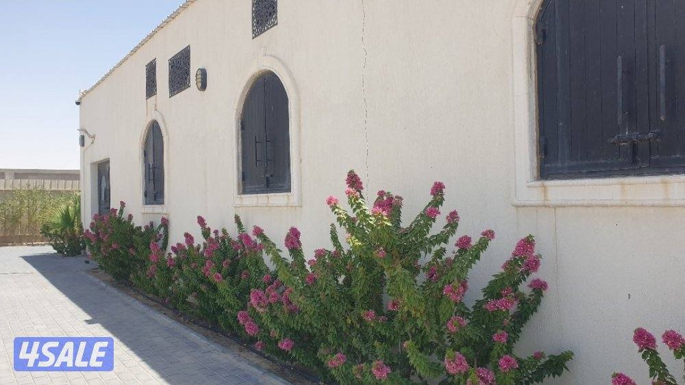 ربط خيل .. عدد محدود من البناجر0