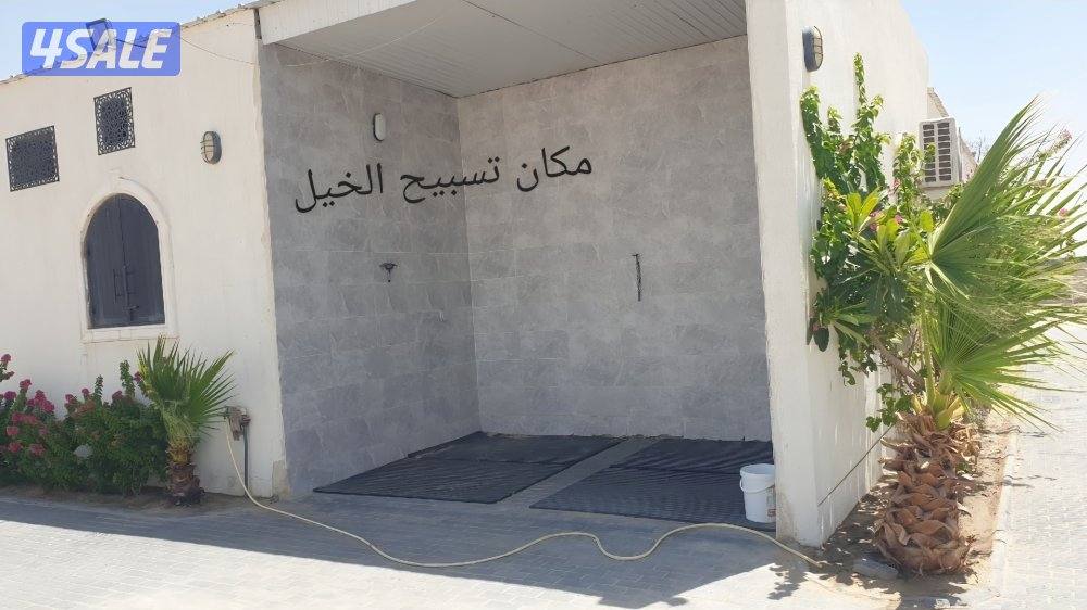 ربط خيل .. عدد محدود من البناجر1